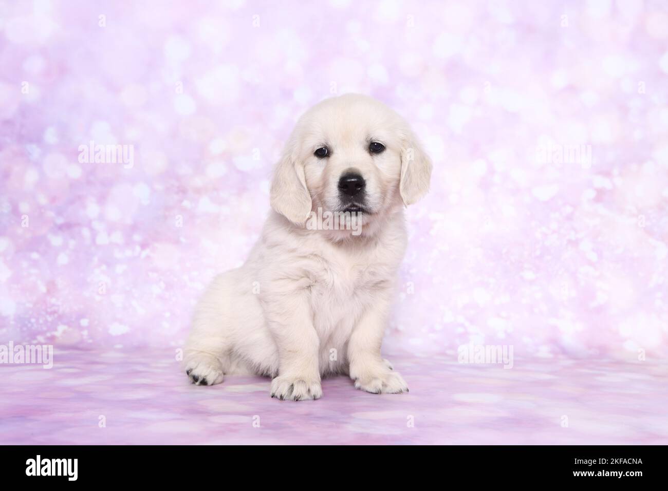 Golden retriever puppy rose hi-res stock photography and images - Alamy