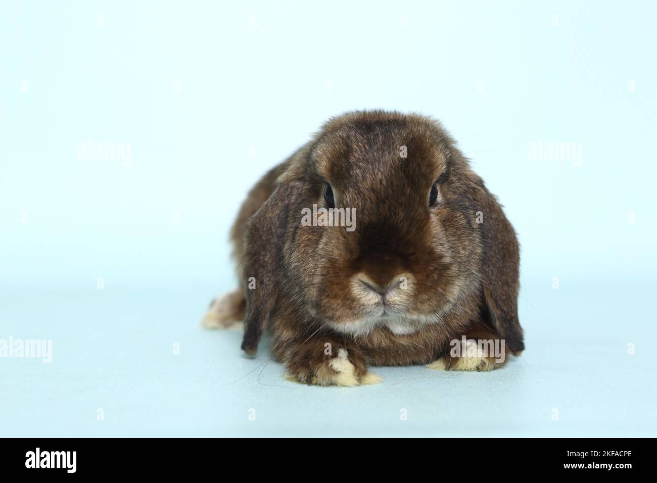 dwarf lop Stock Photo