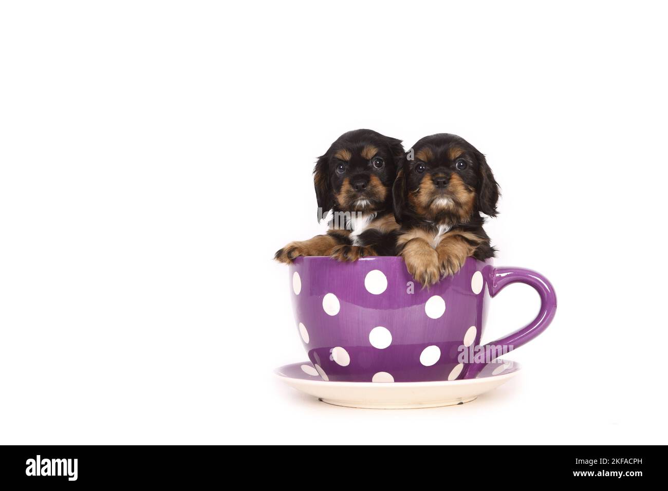 Mug puppies online
