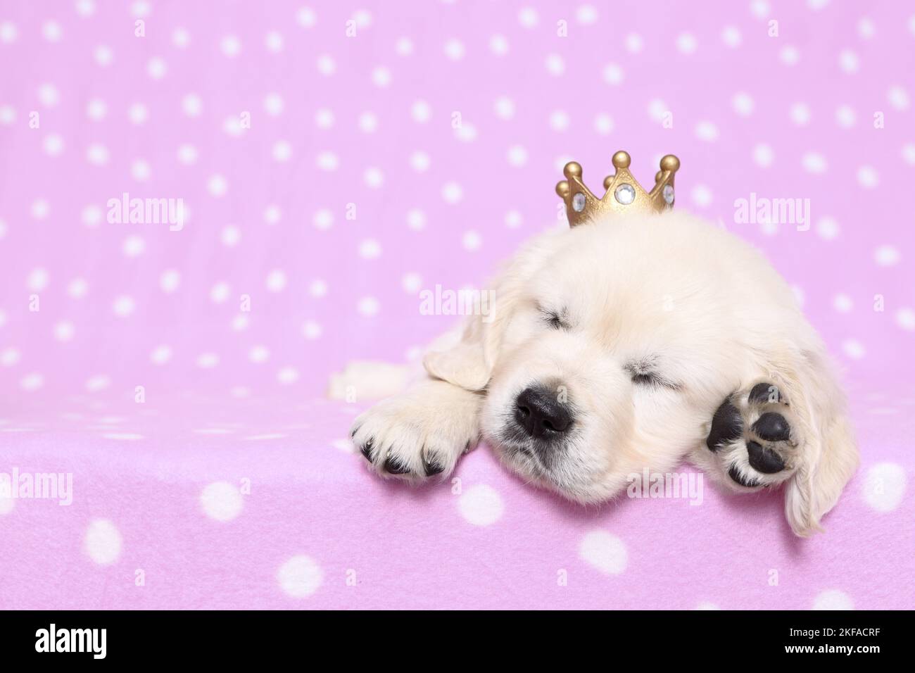 lying Golden Retriever Puppy Stock Photo - Alamy