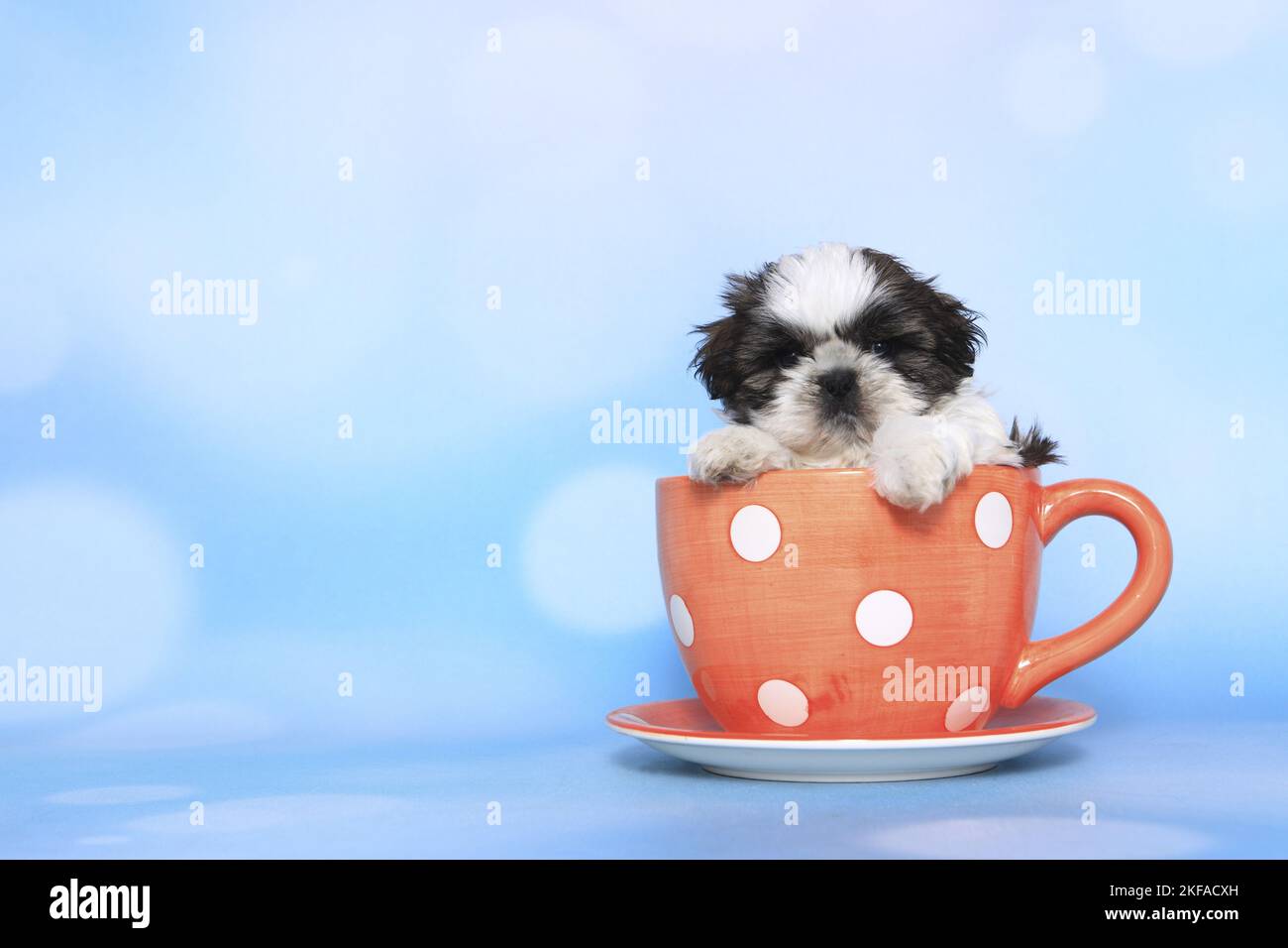 Shih Tzu Puppy in a cup Stock Photo Alamy