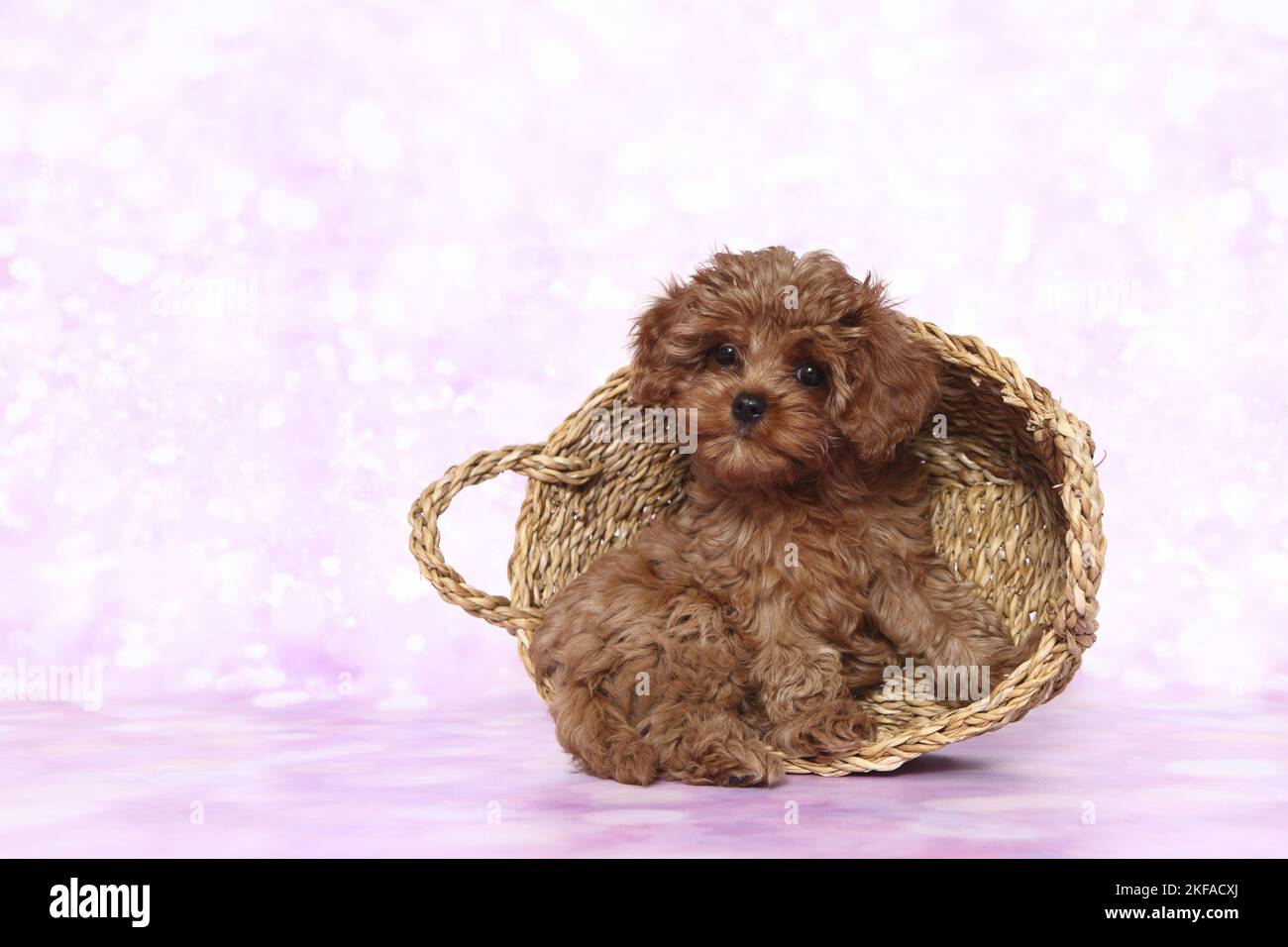 Cavapoo puppies hi-res stock photography and images - Alamy