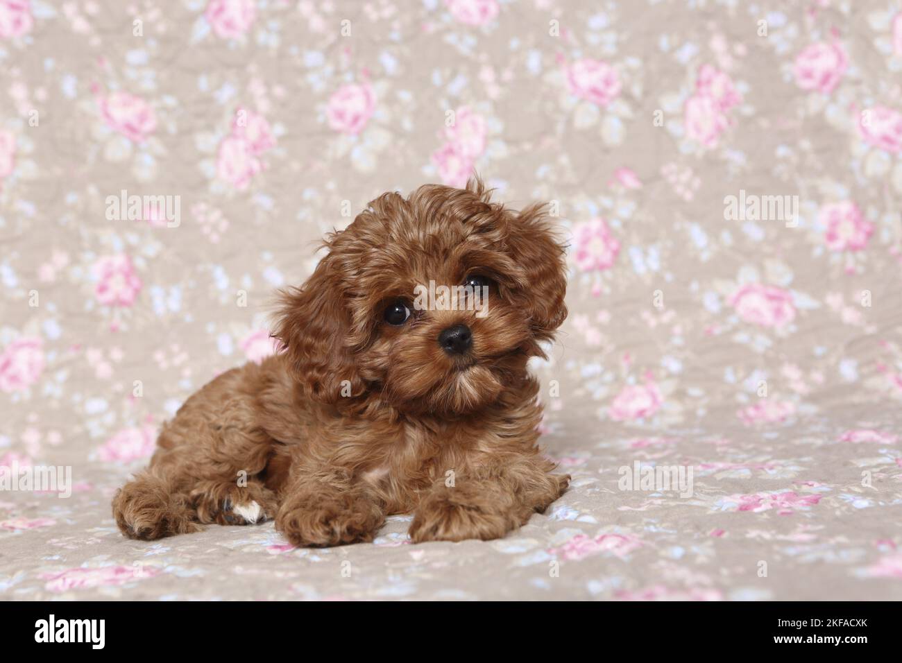 Cavapoo puppies hi-res stock photography and images - Alamy