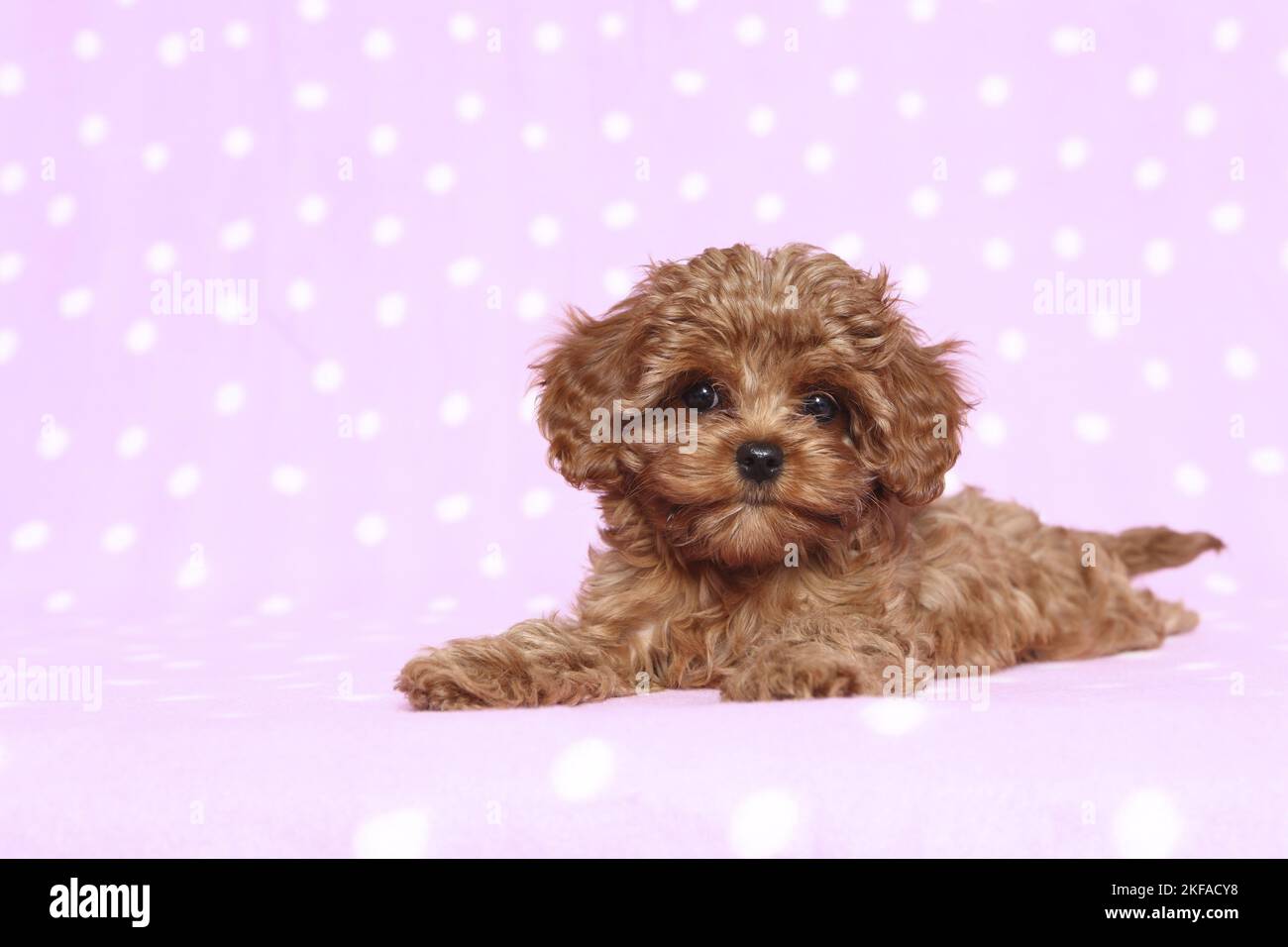 Cavapoo puppies hi-res stock photography and images - Alamy