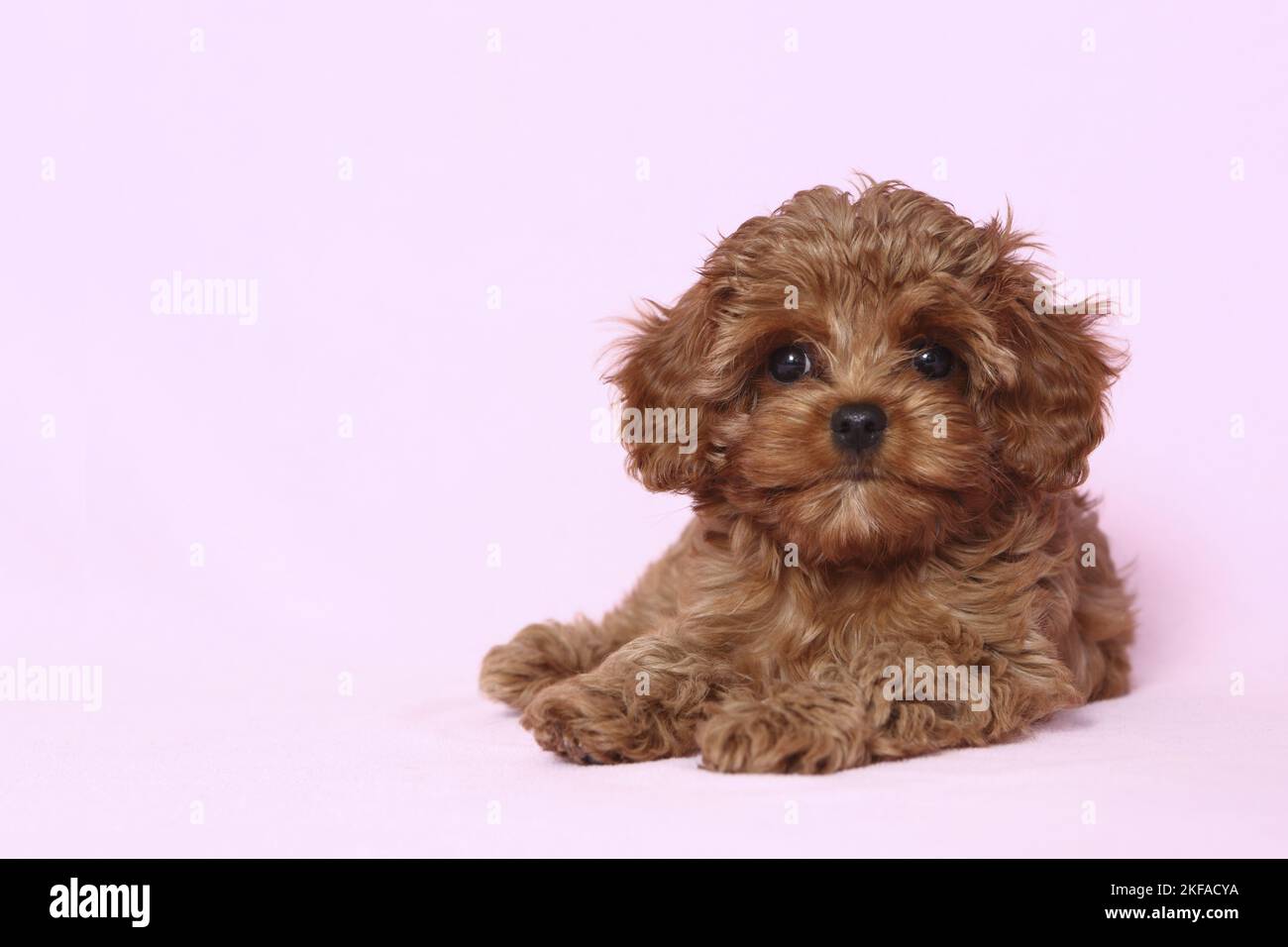Cavapoo puppies hi-res stock photography and images - Alamy