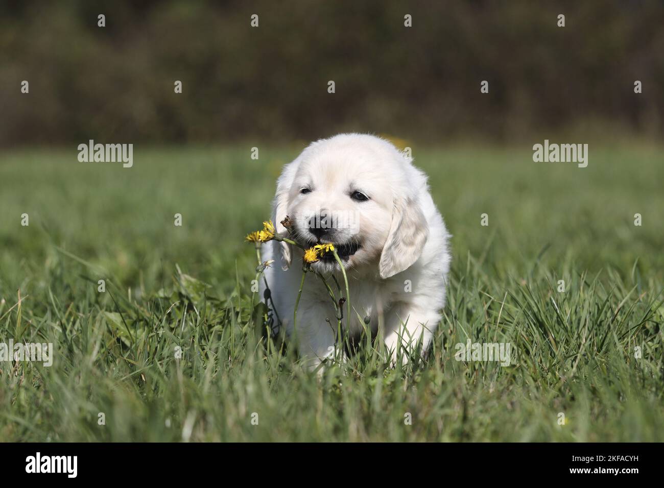 standing Golden Retriever Puppy Stock Photo - Alamy