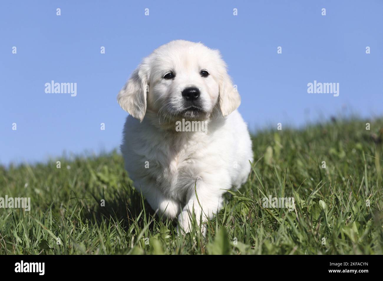 running Golden Retriever Puppy Stock Photo - Alamy