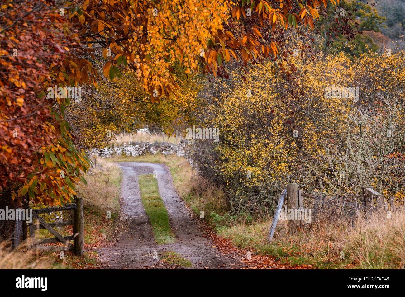 Looking down the track from Clunemore into Glen Coiltie above Drumnadrochit in the Scottish Highlands with the autumnal hues in all their glory. Stock Photo