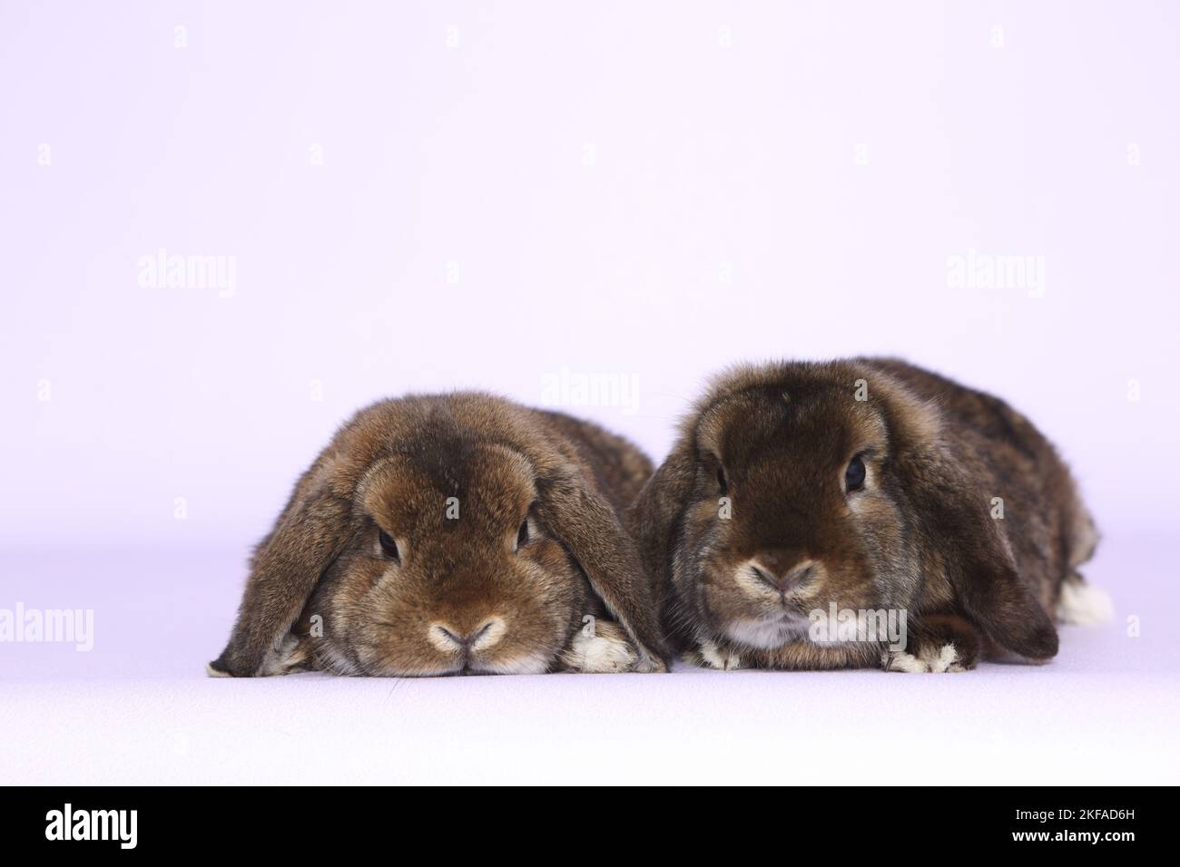 Dwarf Rabbits Two 2 Dwarf Rabbits Stock Photo - Alamy