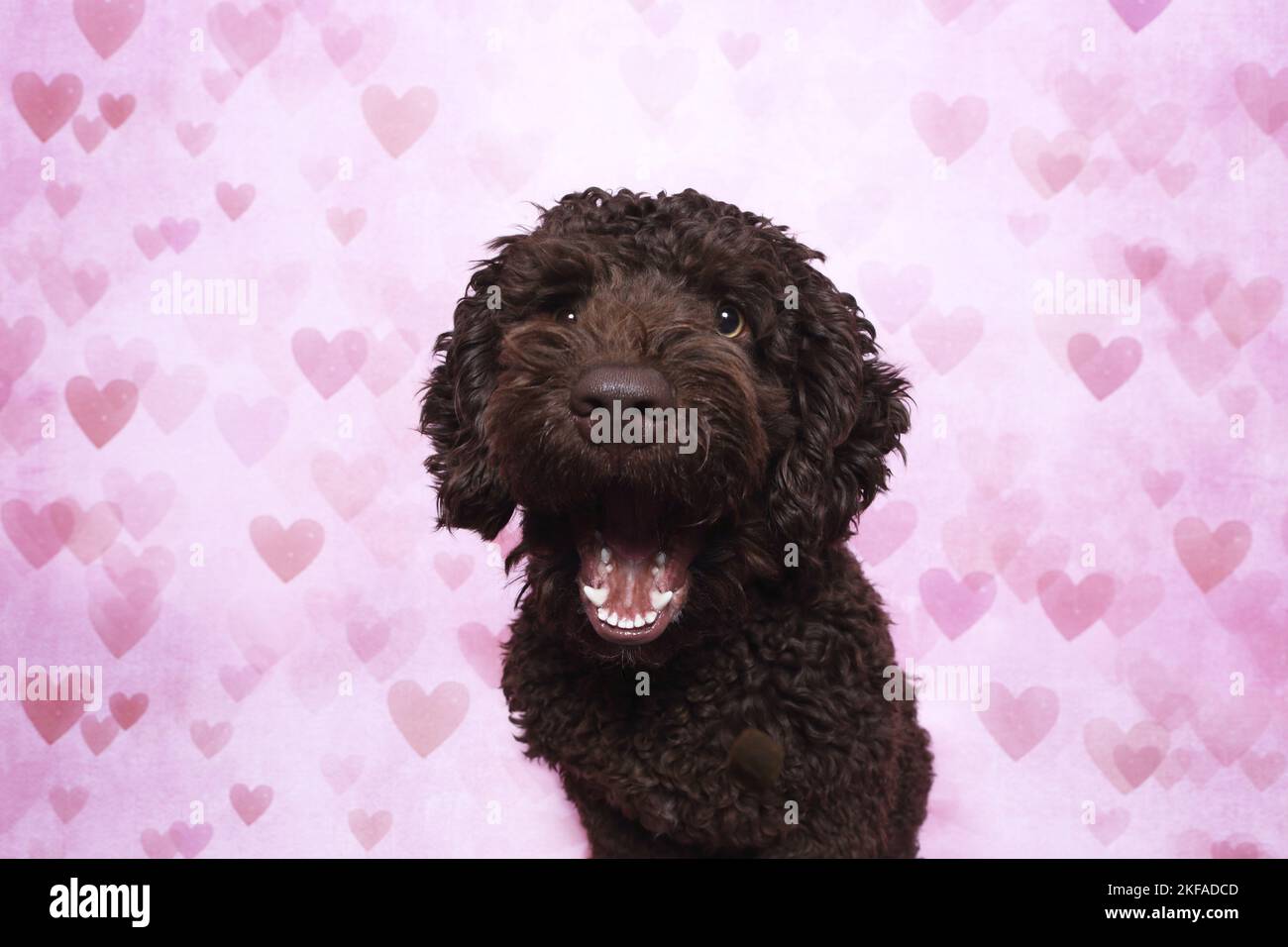 Perro de Agua Espanol Portrait Stock Photo - Alamy