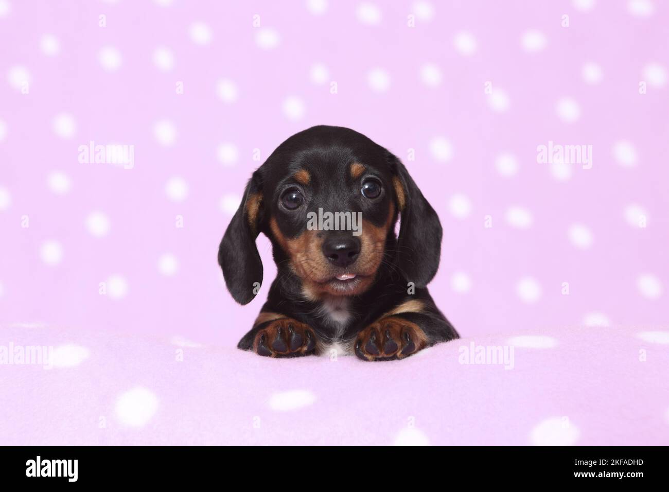 American Miniature Dachshund Puppy Stock Photo Alamy