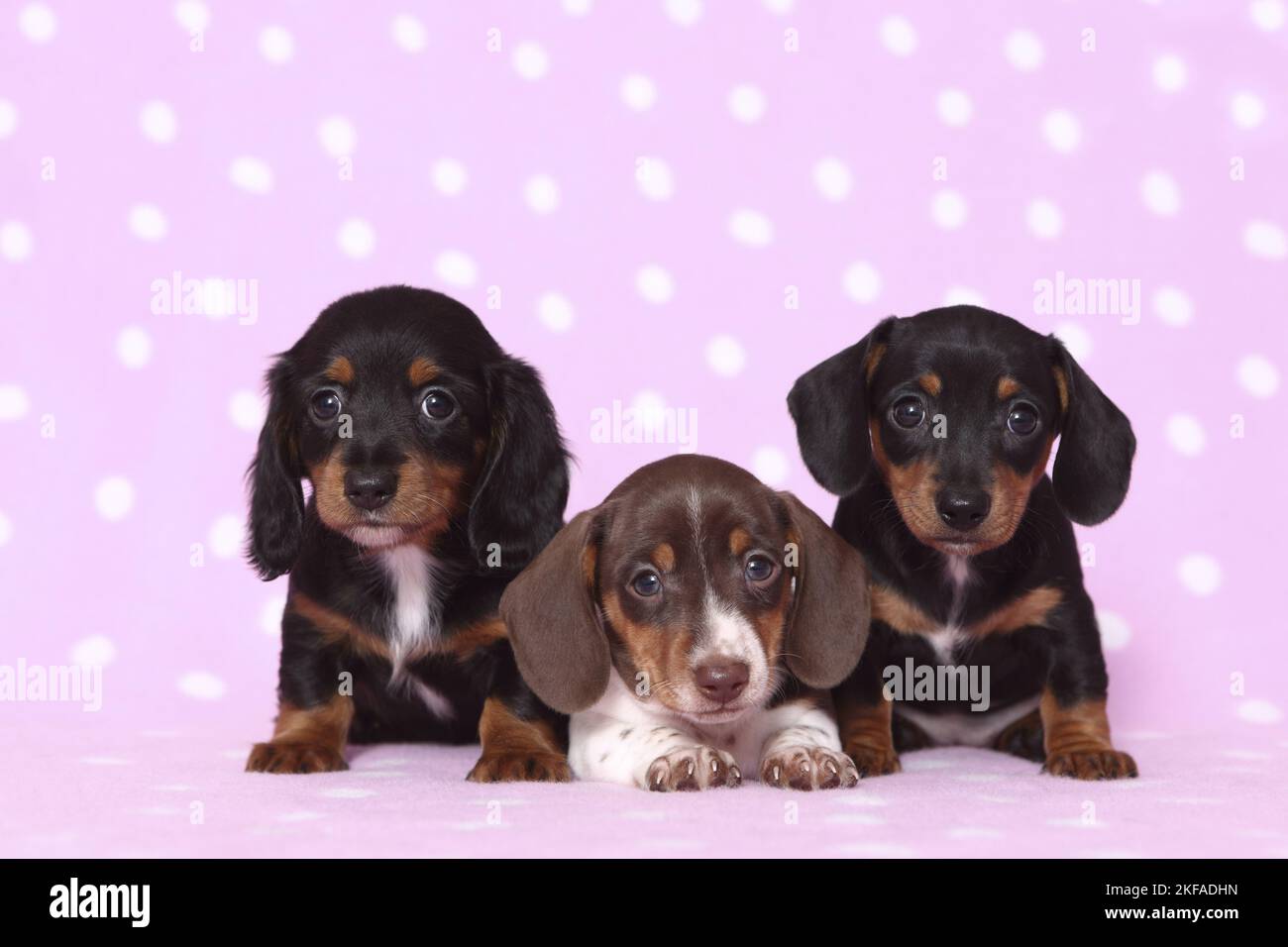 3 American Miniature Dachshund Puppies Stock Photo Alamy