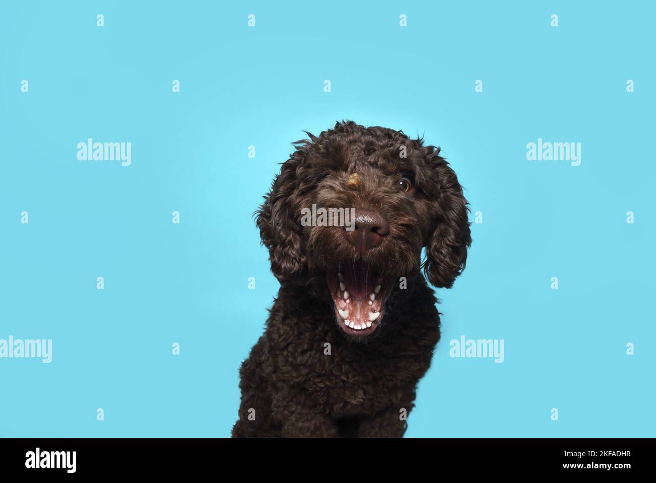 Perro de Agua Espanol Portrait Stock Photo - Alamy