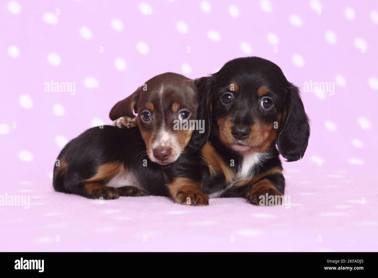 miniature-dachshund-graphic-by-sszz-vector-creative-fabrica