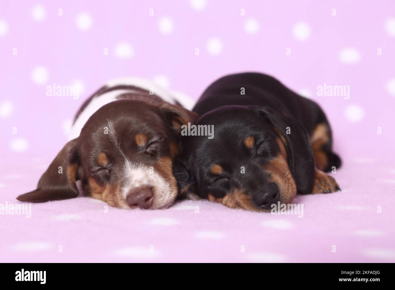 2 American Miniature Dachshund Puppies Stock Photo Alamy
