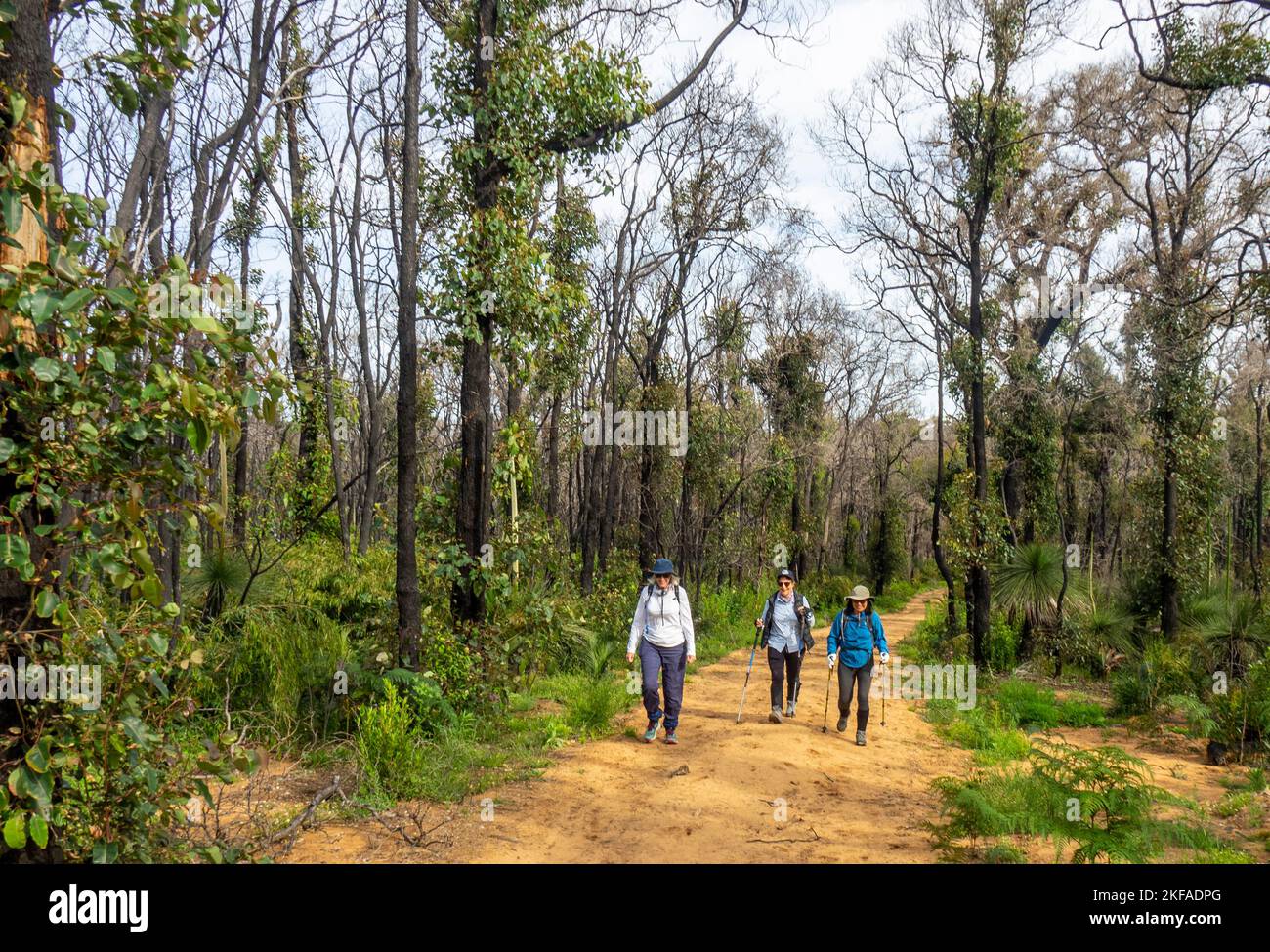 Walkers hiking the Cape to Cape Track  walking through Boranup Forest 1 year after a bushfire  Leeuwin-Naturaliste National Park Western Australia. Stock Photo