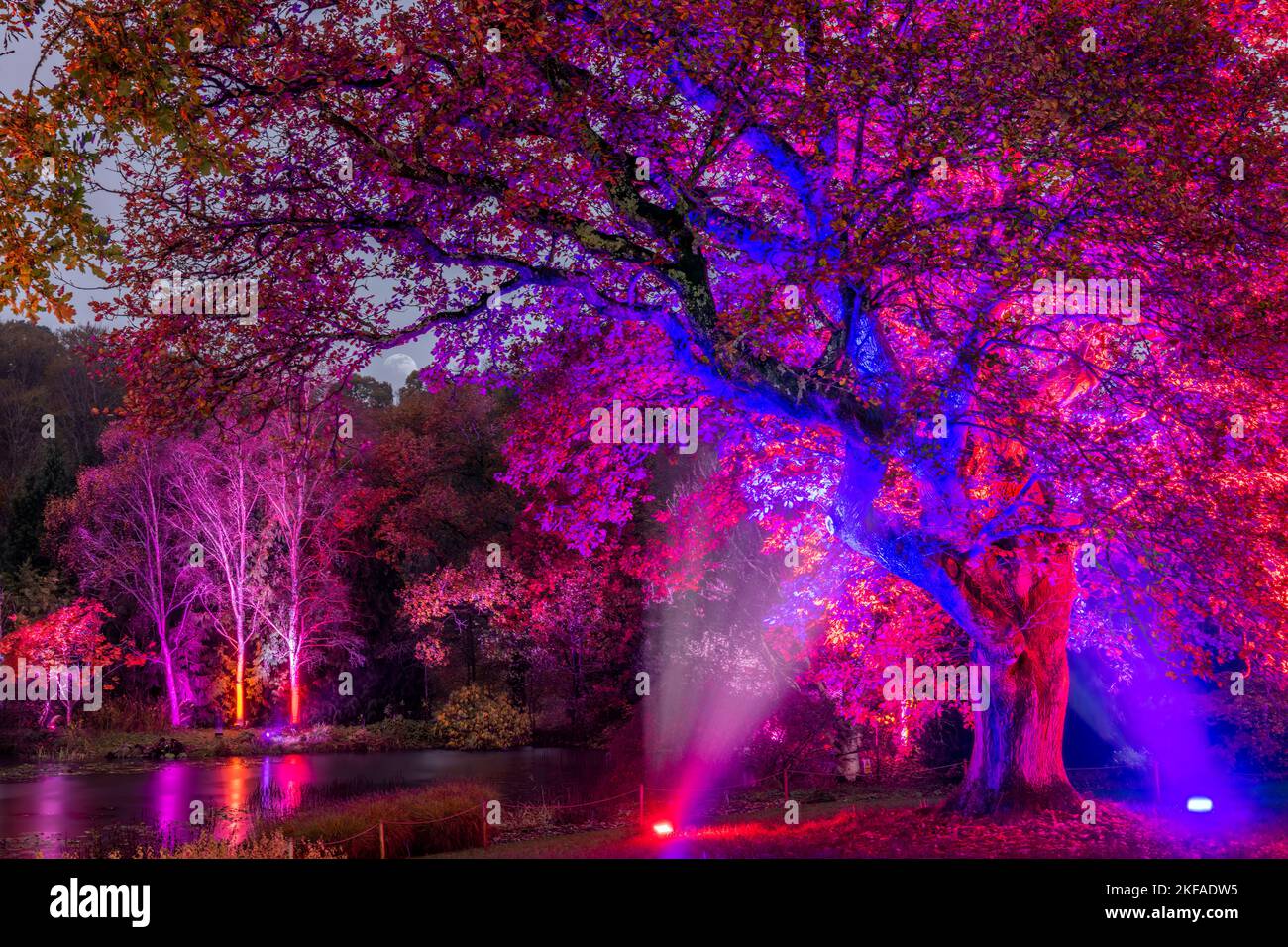 RHS Rosemoor Glow illuminations. Rosemoor's magnificent trees, shrubs, water features and sculptures illuminated by spectacular, colour-changing light Stock Photo