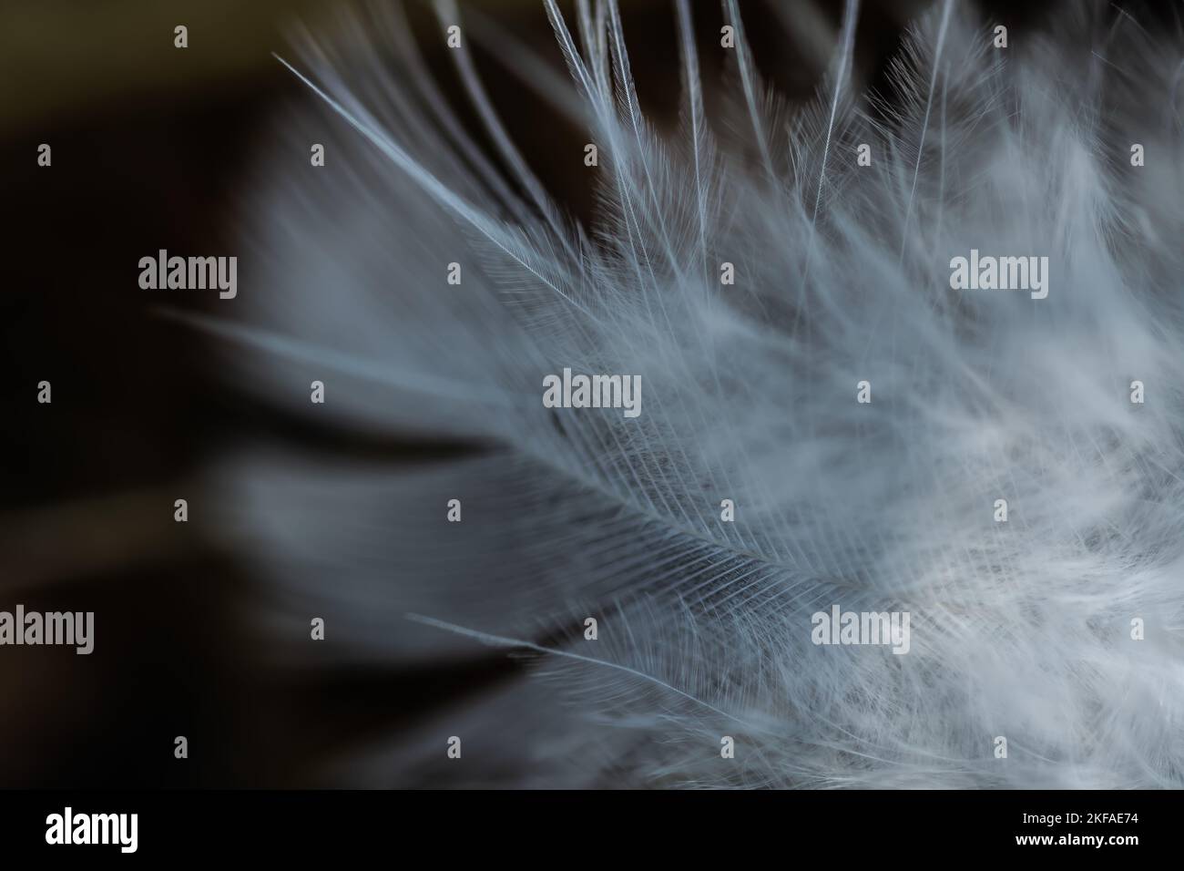 A closeup of white bird feathers on blur background Stock Photo - Alamy