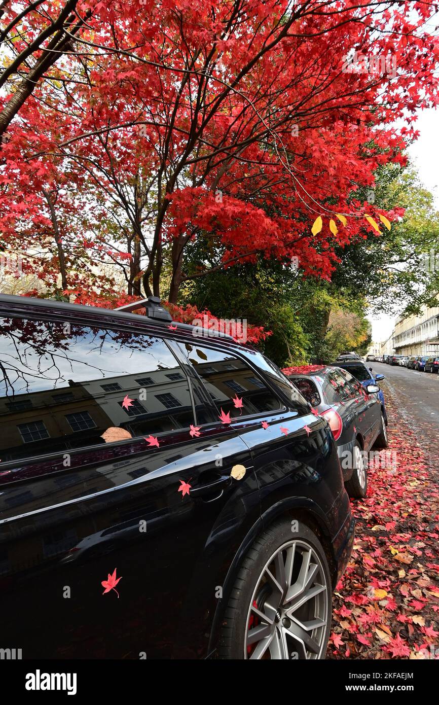 Bristol, UK. 17th Nov, 2022. On a mild afternoon in clifton village Red fallen leaves from tree above cover parked cars below. Picture Credit: Robert Timoney/Alamy Live News Stock Photo