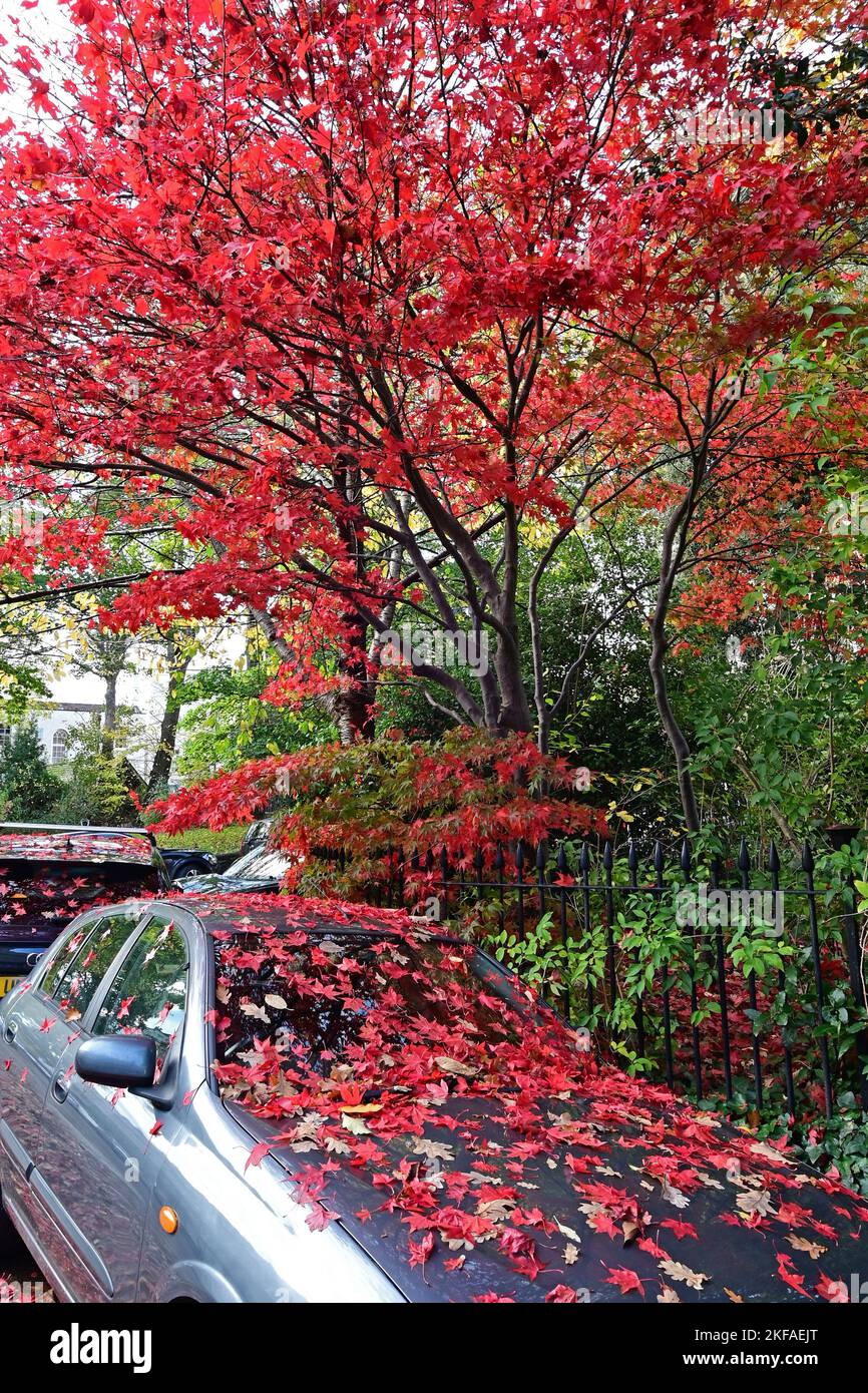 Bristol, UK. 17th Nov, 2022. On a mild afternoon in clifton village Red fallen leaves from tree above cover parked cars below. Picture Credit: Robert Timoney/Alamy Live News Stock Photo