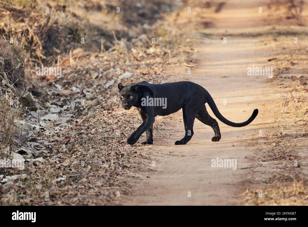 Panther Black Side View Hi-res Stock Photography And Images - Alamy