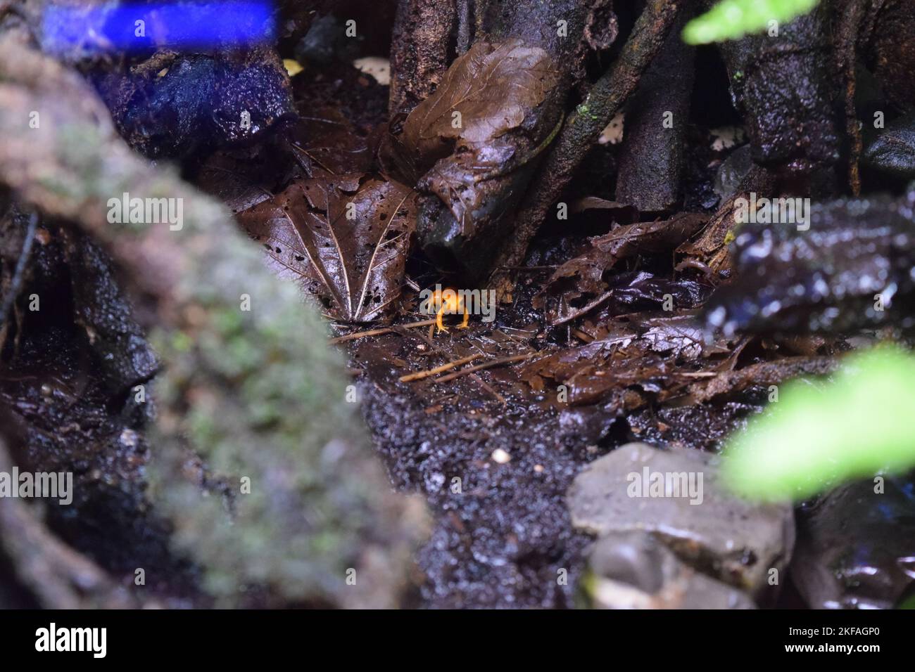 Bioactivevivarium Hi res Stock Photography And Images Alamy bioactivevivarium-hi-res-stock-photography-and-images-alamy