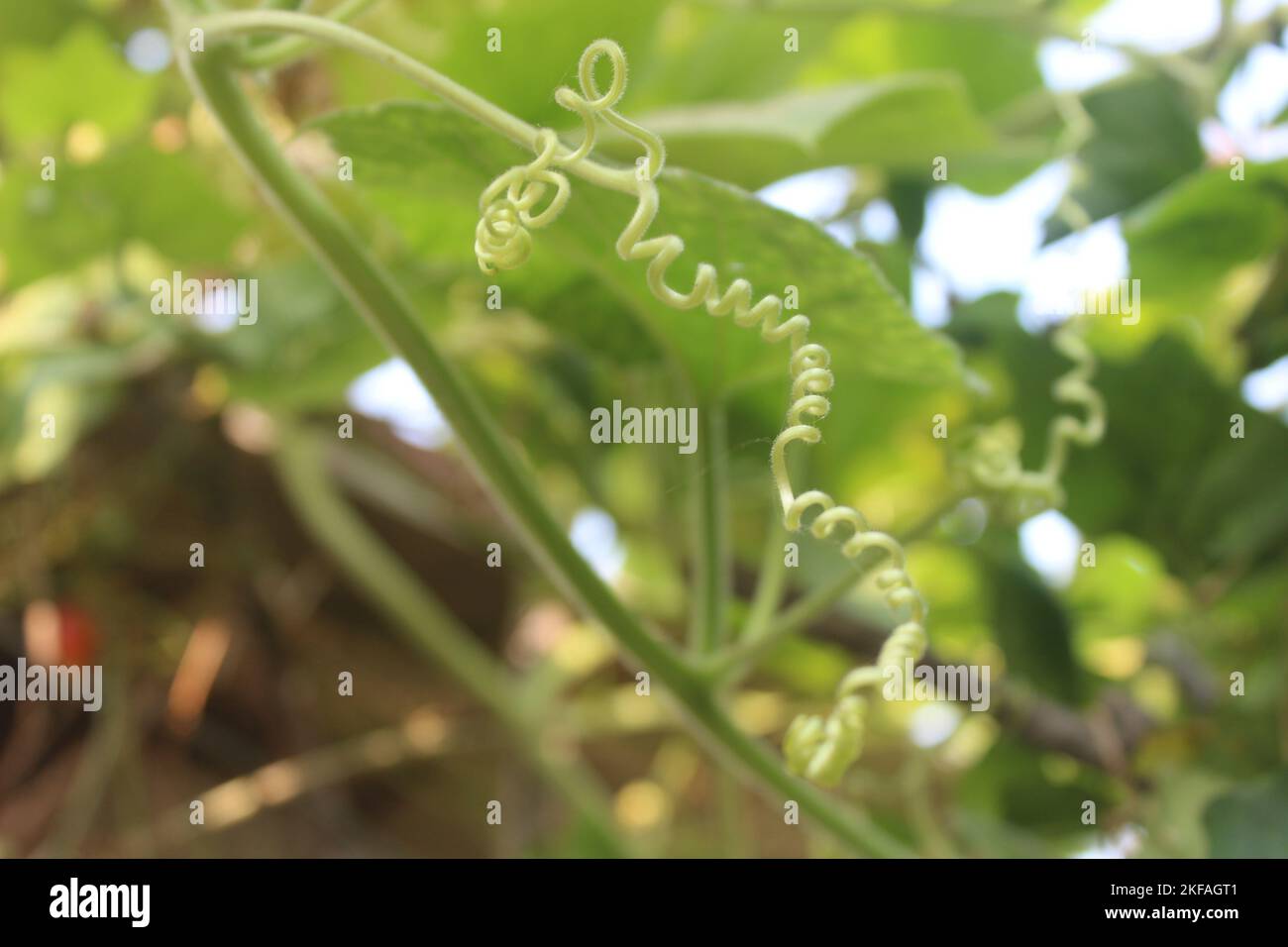 rice tree dhan Stock Photo - Alamy