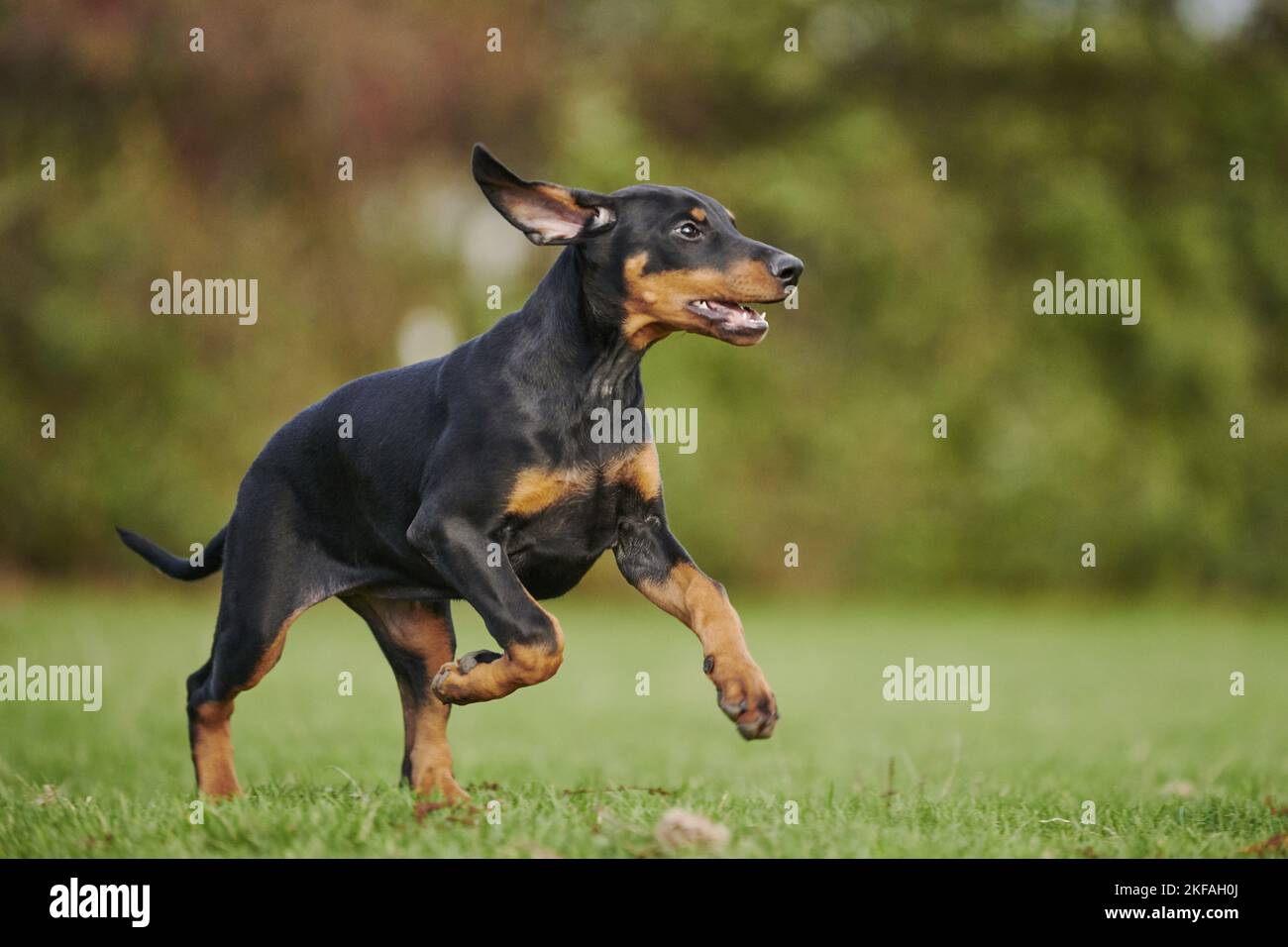 running Doberman Pinscher Puppy Stock Photo - Alamy