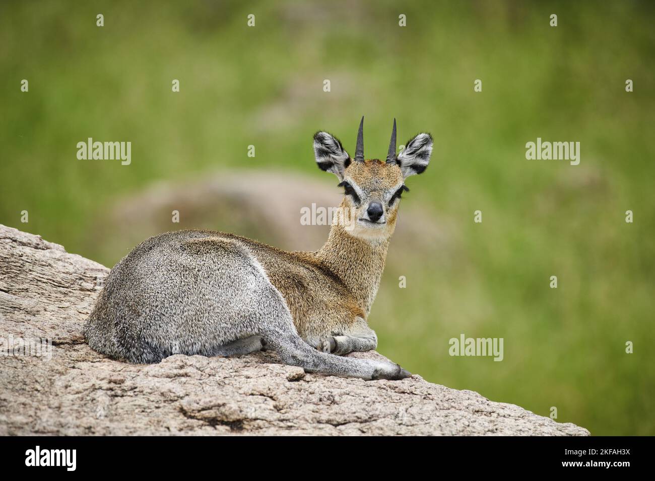 Springer antelope hi-res stock photography and images - Alamy