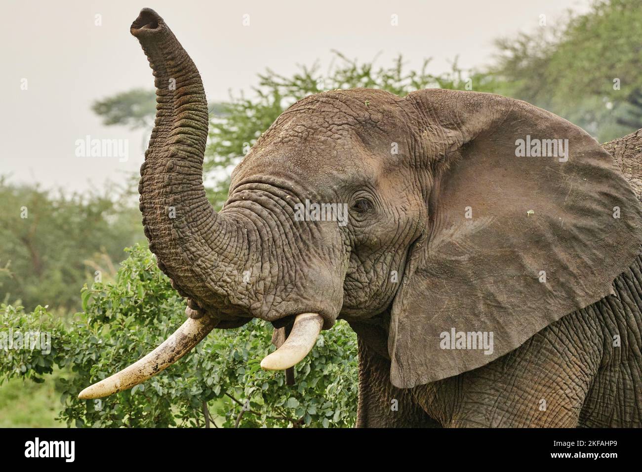 African Elephant portrait Stock Photo - Alamy