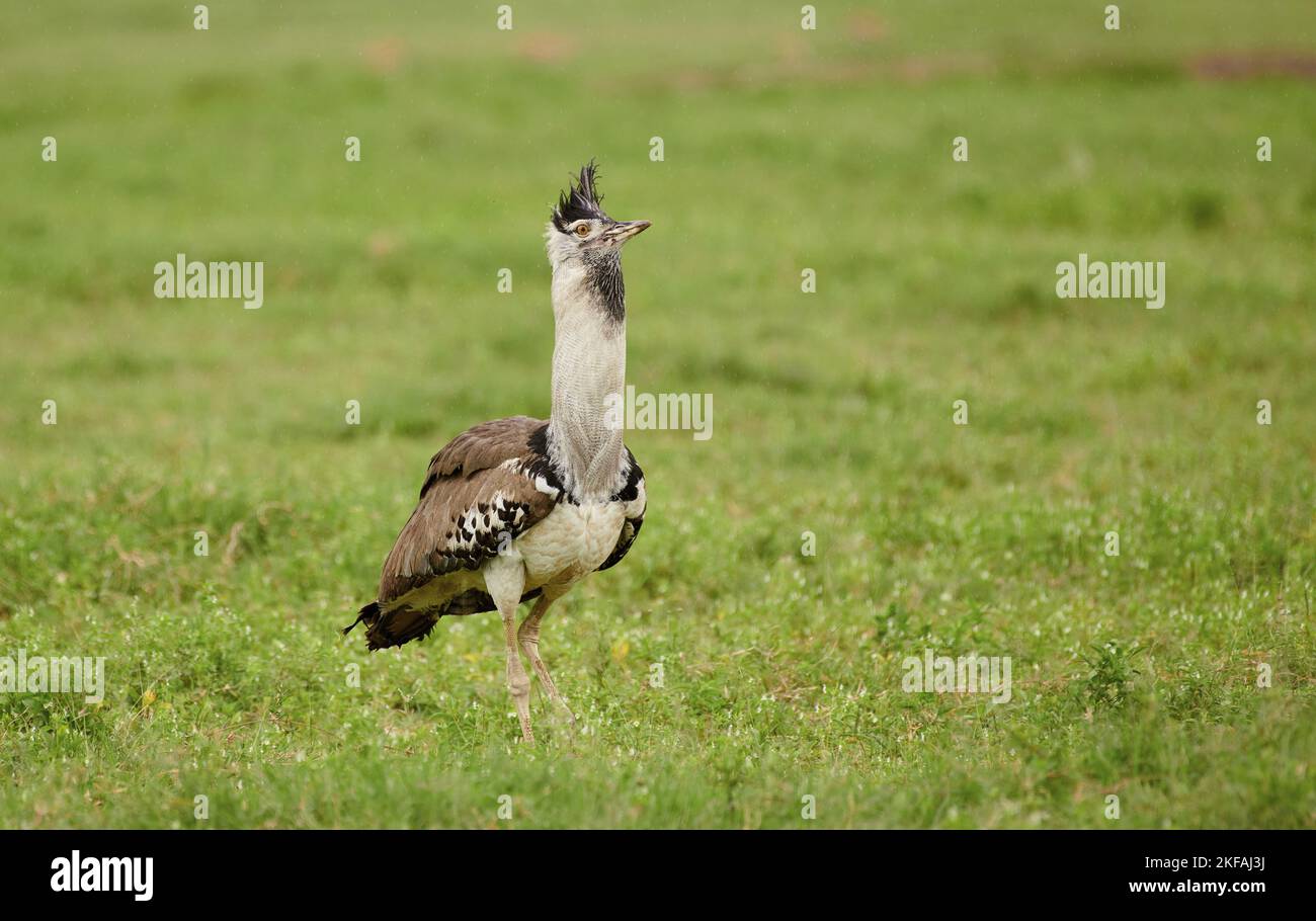 Kori bustards walking in savanna hi-res stock photography and images ...
