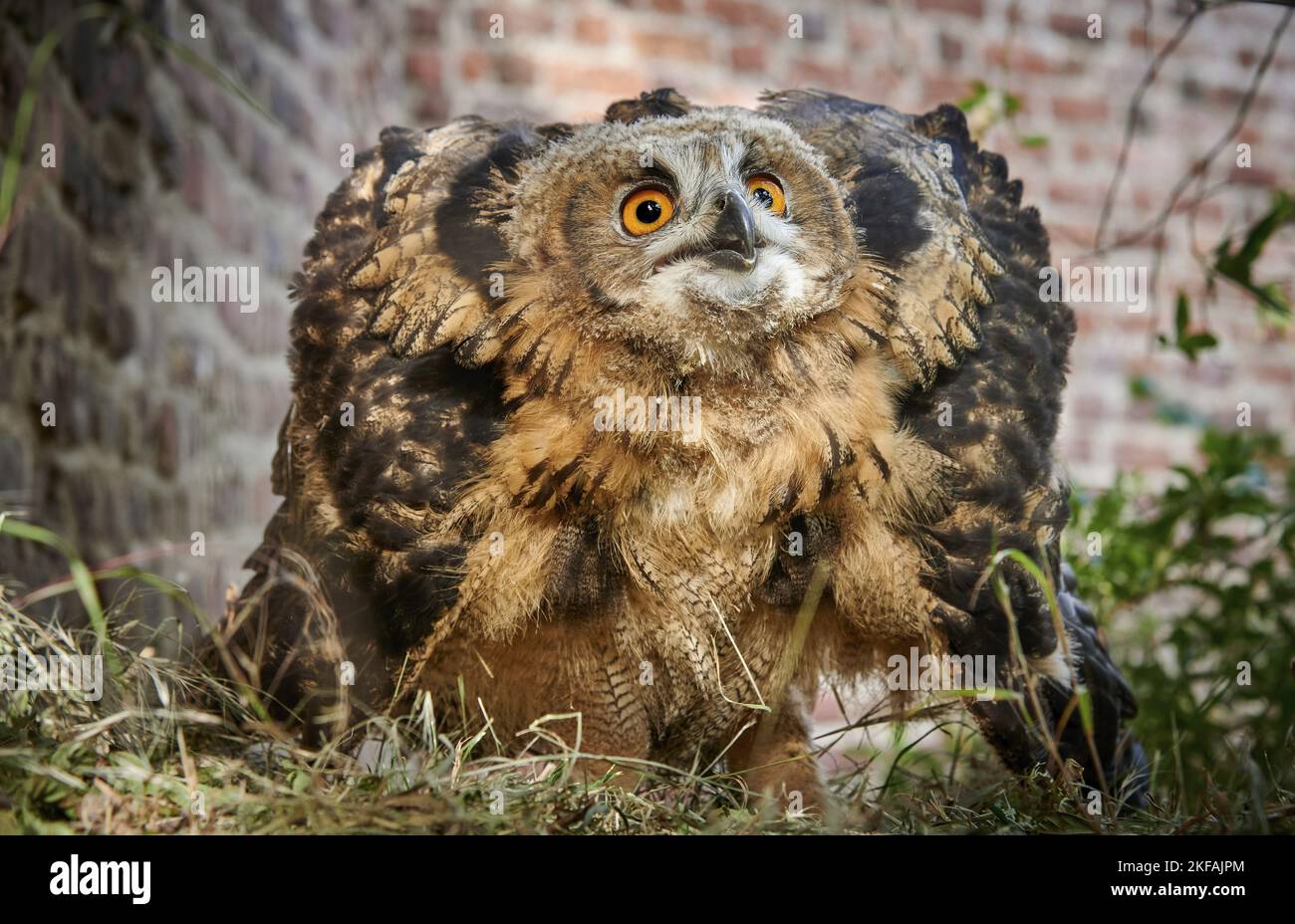 standing Eurasian Eagle Owl Stock Photo - Alamy