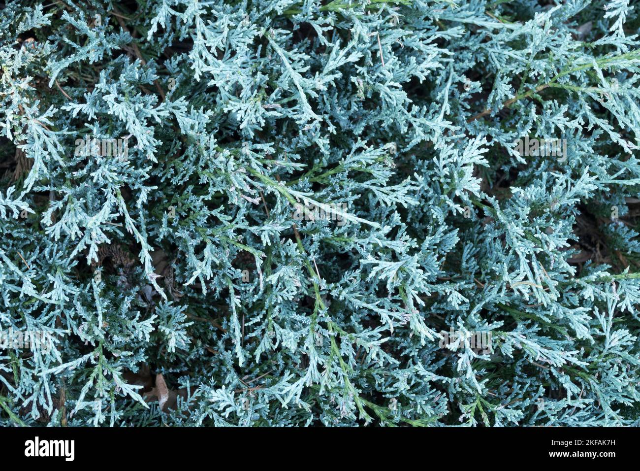 Blue, Creeping Juniper, Juniperus horizontalis 'Glacier', Blue juniper, Needles, Covering plants Conifer, Juniperus Stock Photo