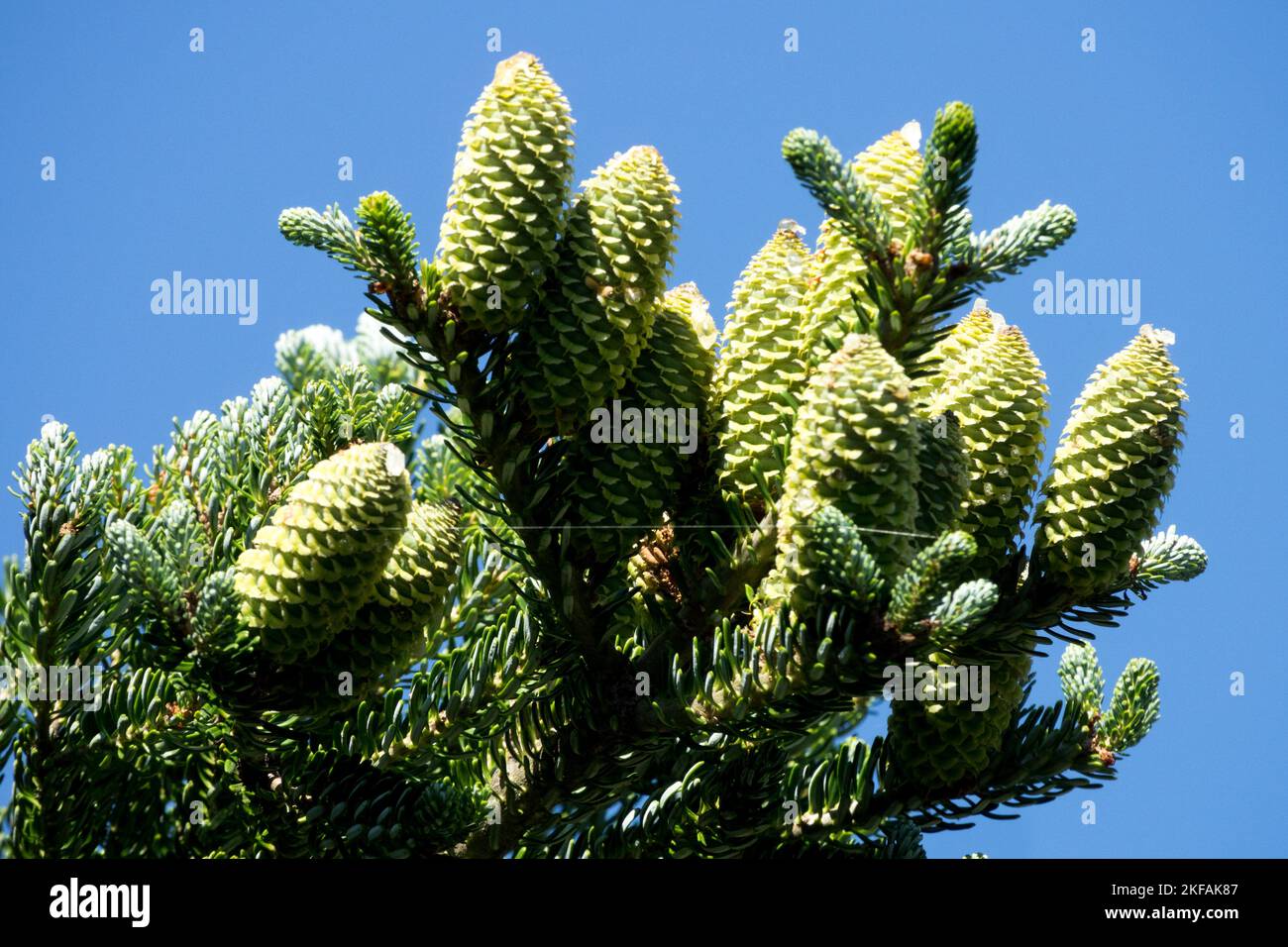 Korean fir cones, Abies koreana 'Horstmanns Silberlocke' Abies koreana cones Stock Photo