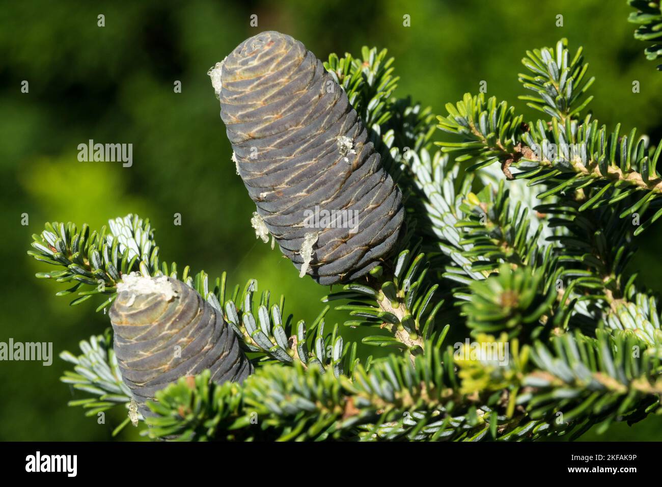 Korean fir cone, Abies koreana cone 'Ebertz Zwerg', Cone on Branch Stock Photo