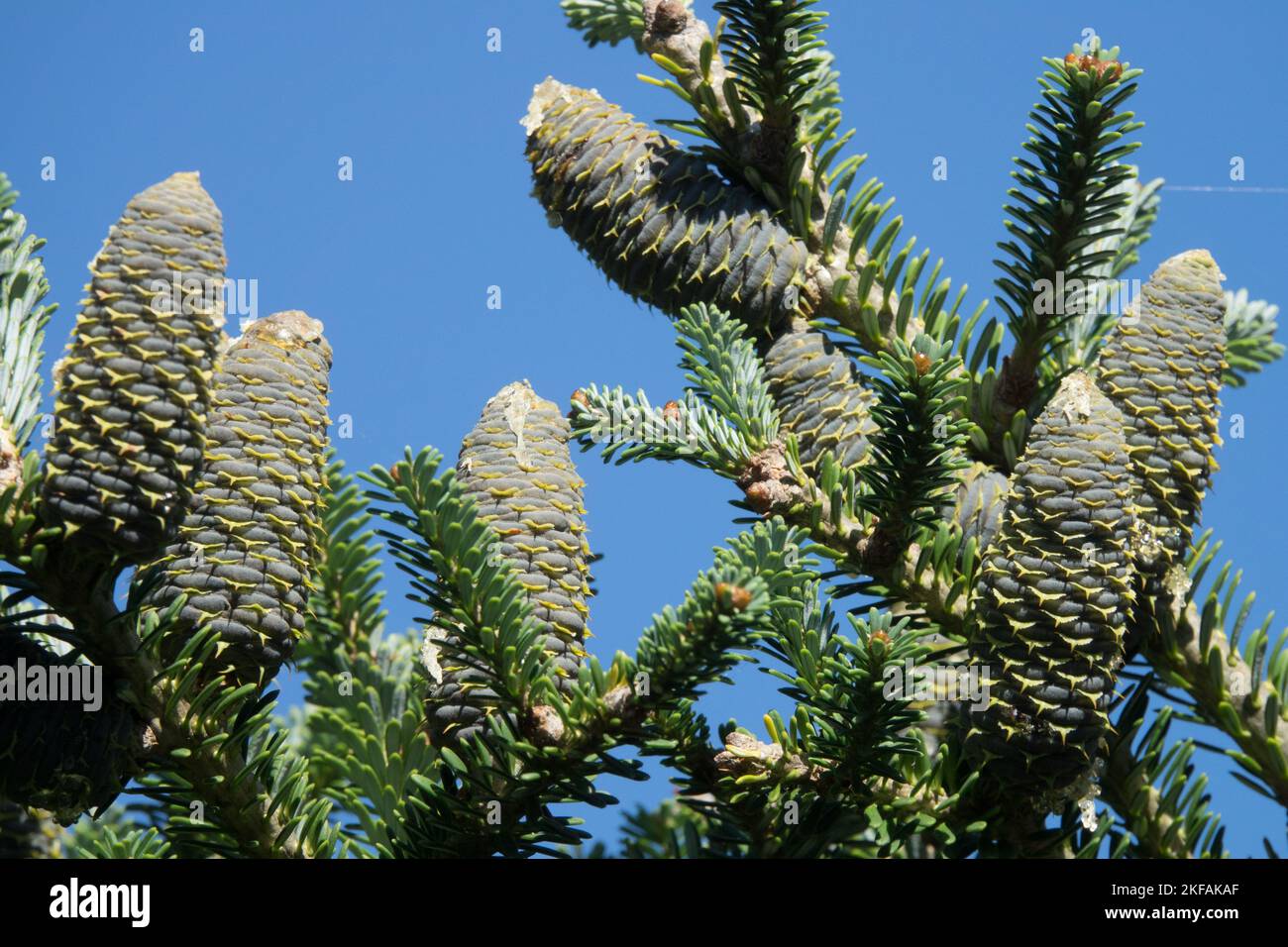 Korean fir cones on Branch, Abies koreana 'Green Spring' Stock Photo