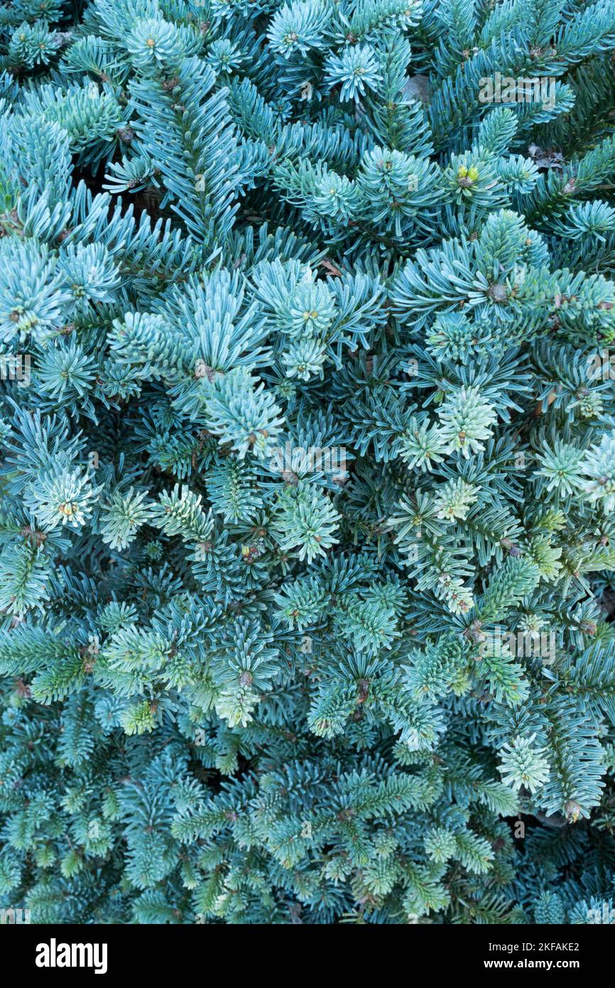 Red Fir, Abies procera 'Blaue Hexe', Noble fir, Needles, Blue, Colour Stock Photo