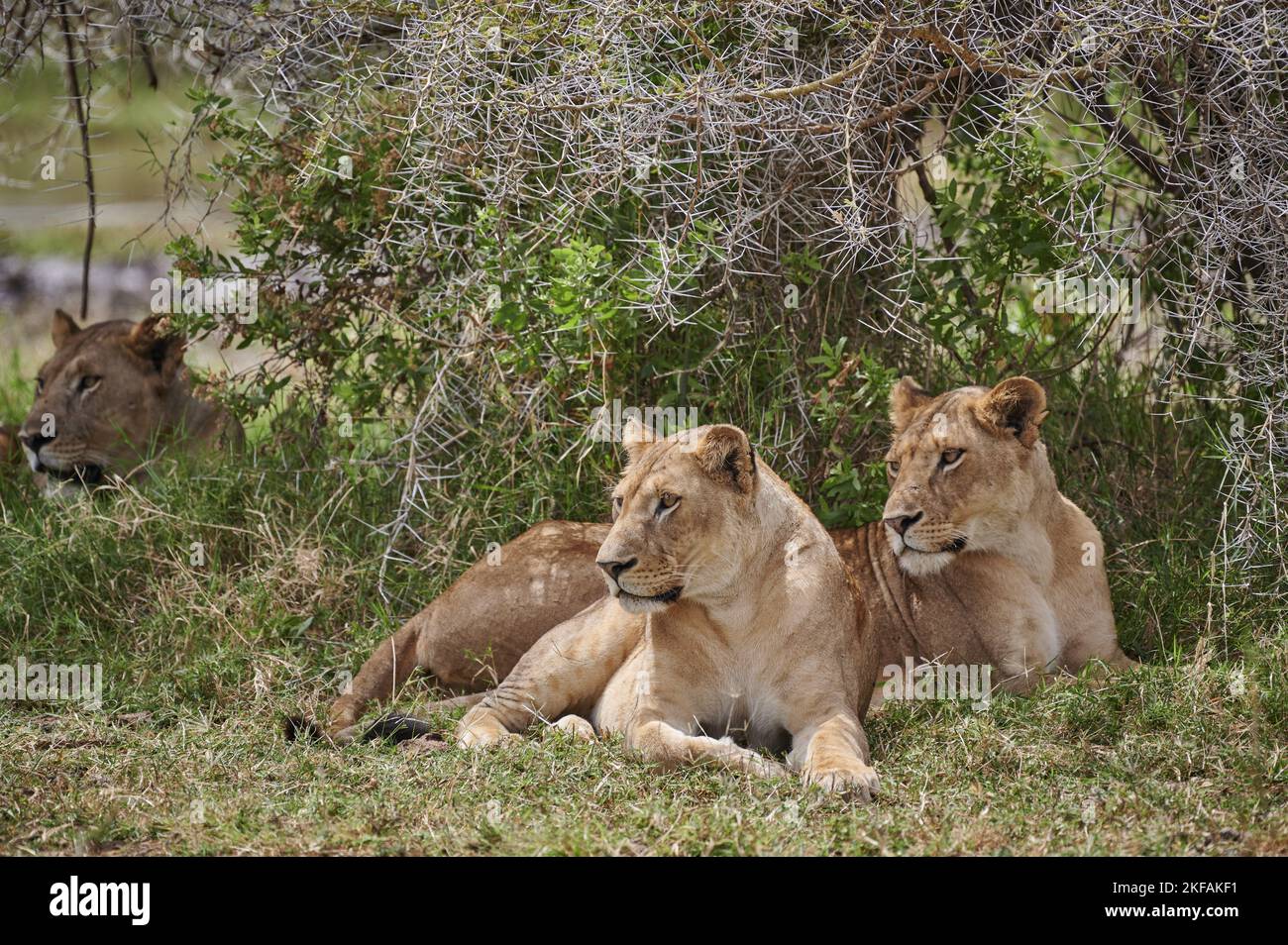 Pack of lions africa hi-res stock photography and images - Alamy