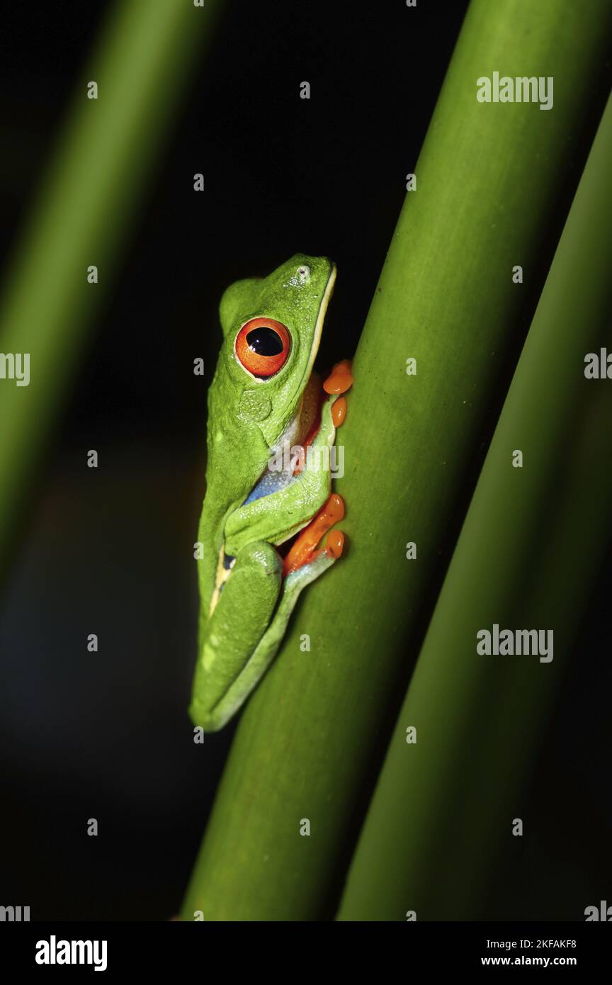 red-eyed tree frog Stock Photo