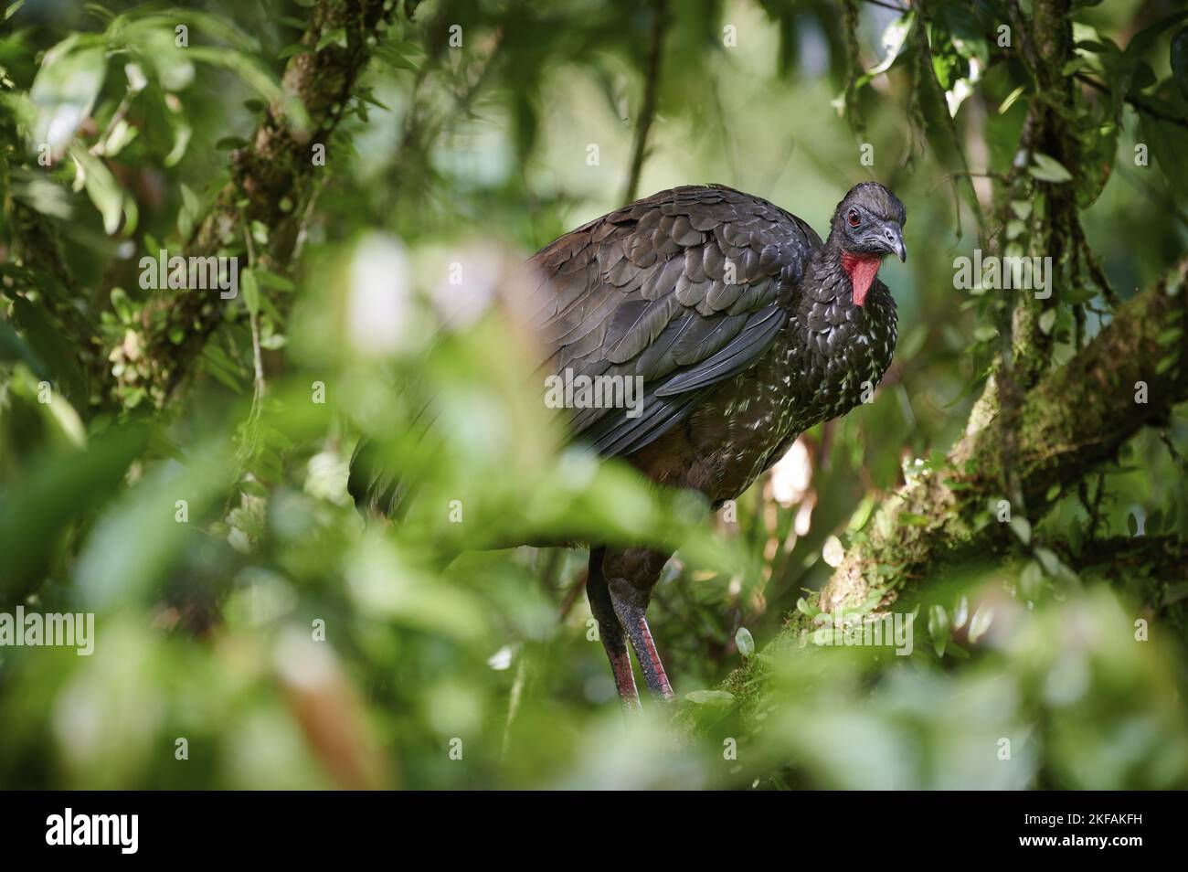 crested guan Stock Photo