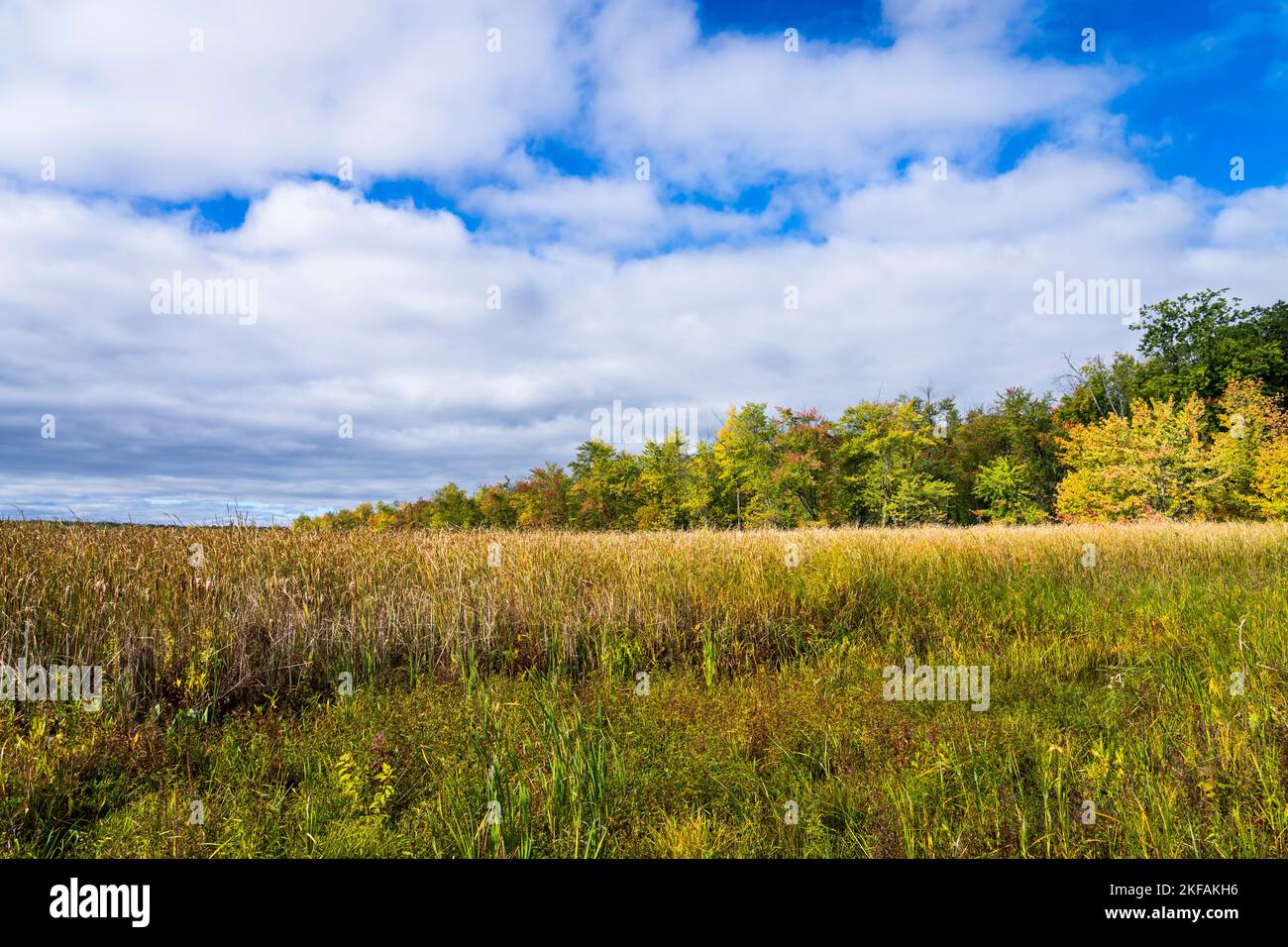 Beautiful forest and marsh with colorful autumn leaves in national park Stock Photo