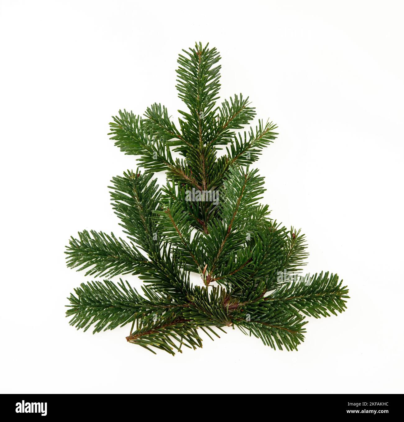 Christmas tree isolated on white background, Fir twig Xmas tree shape. Merry Xmas card Stock Photo