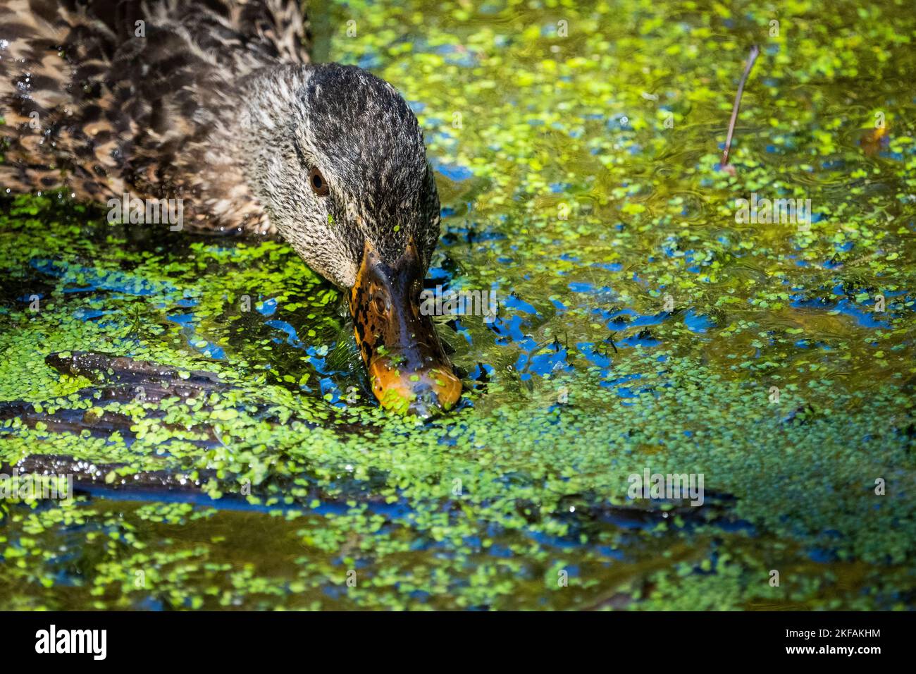 Mallard duck feeding on floating water plants in a shallow marsh. Stock Photo