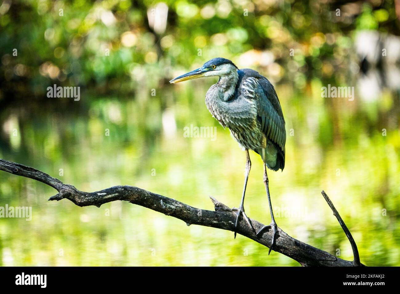 Great Blue Heron perched on a branch over a shallow marsh along the St. Lawrence River. Stock Photo