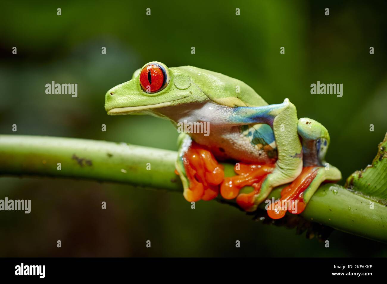 red-eyed tree frog Stock Photo