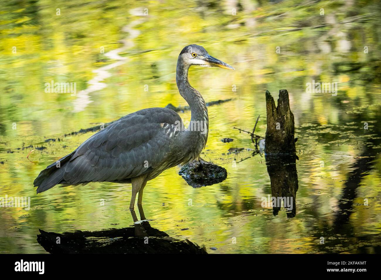 Great Blue Heron stalking fishes in a shallow marsh along the St. Lawrence River. Stock Photo