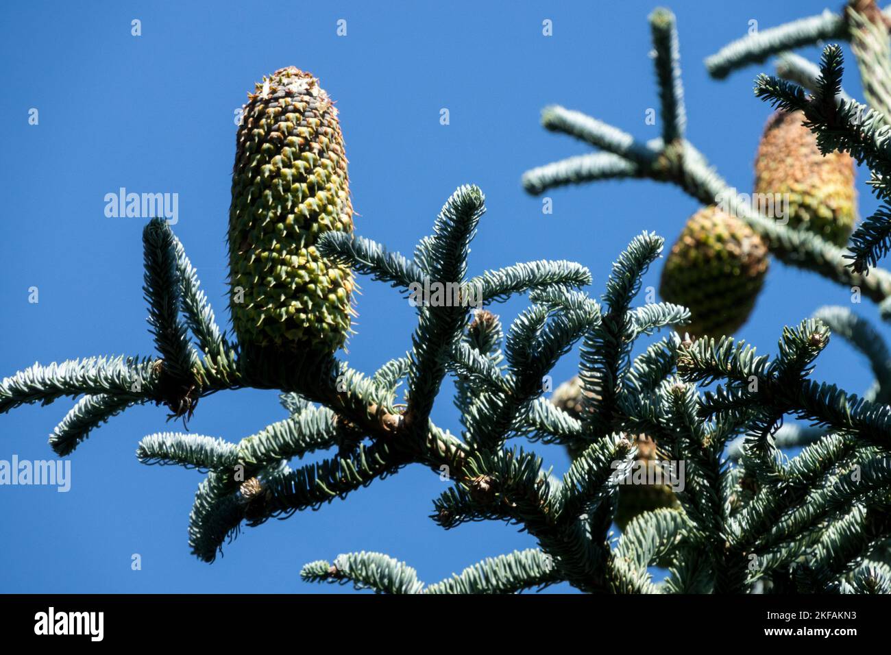 Noble fir, Abies procera, Cone, Abies cone, Fir Abies Glauca Nobel Stock Photo