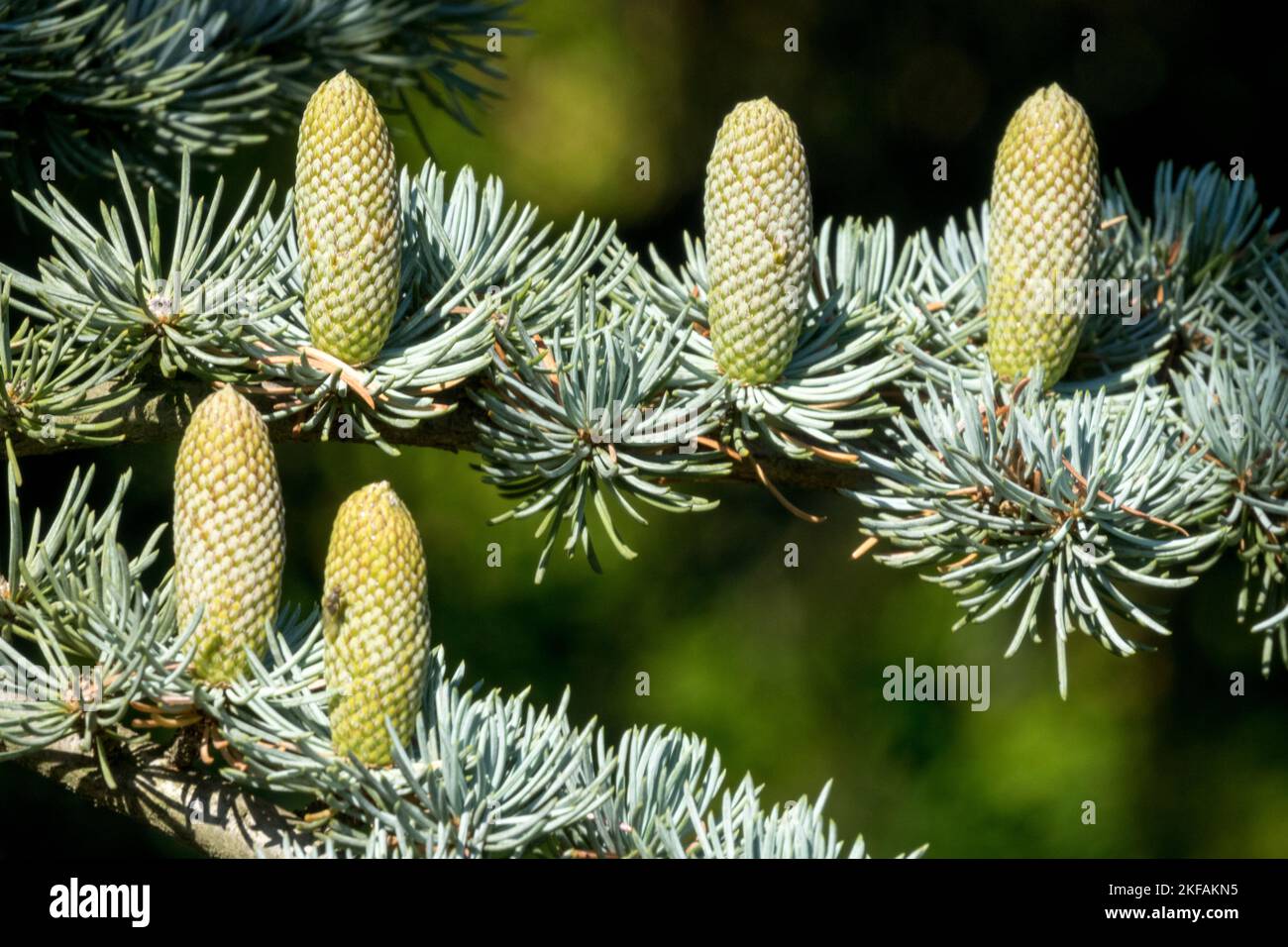 Cedar of Lebanon, Cones, Cedrus libani 'Glauca', Cedar, Branch, Cedrus cones Cedar cones, Cedrus libani, Cone Stock Photo