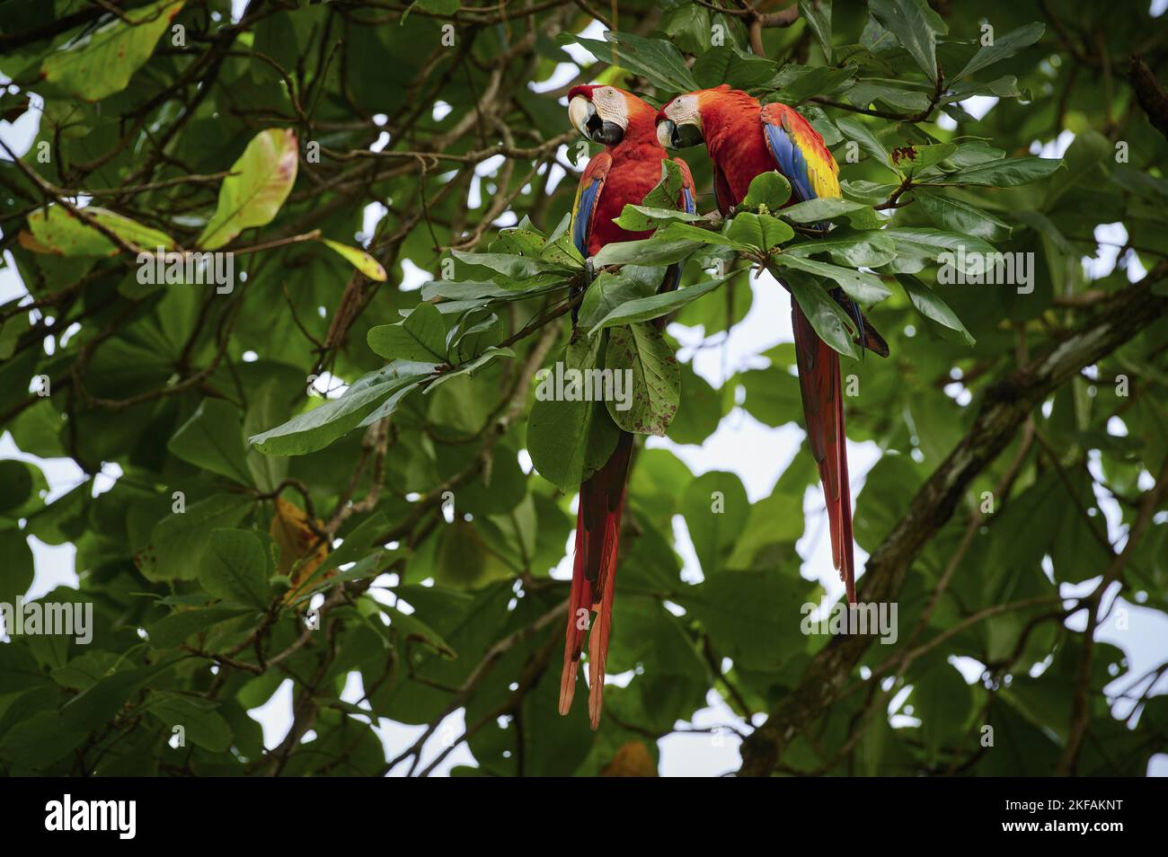 Two scarlet macaw birds hi-res stock photography and images - Alamy