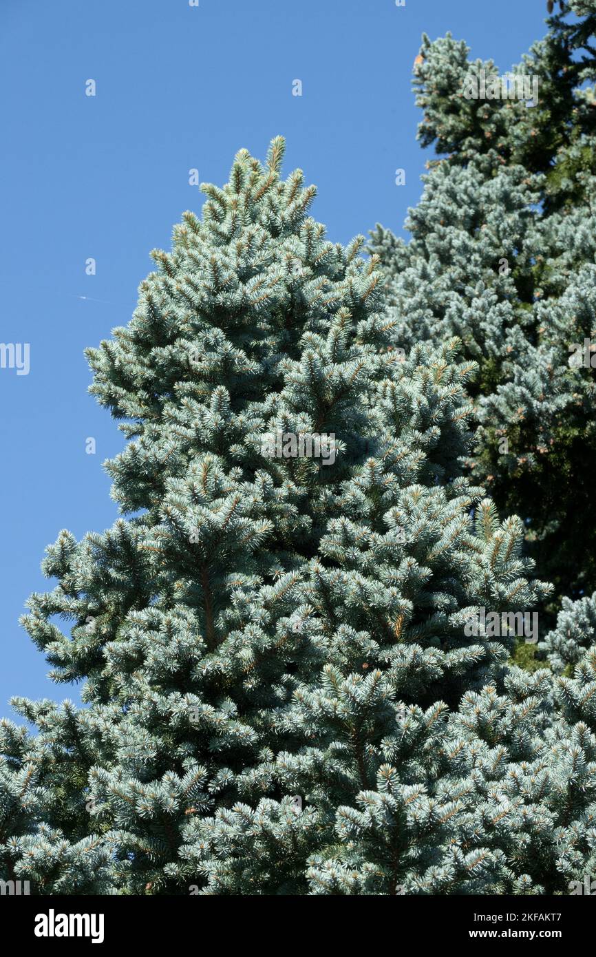 Colorado Blue Spruce Picea pungens 'Moll' Blue, Spruce, Garden, Cultivar, Silver Spruce Stock Photo